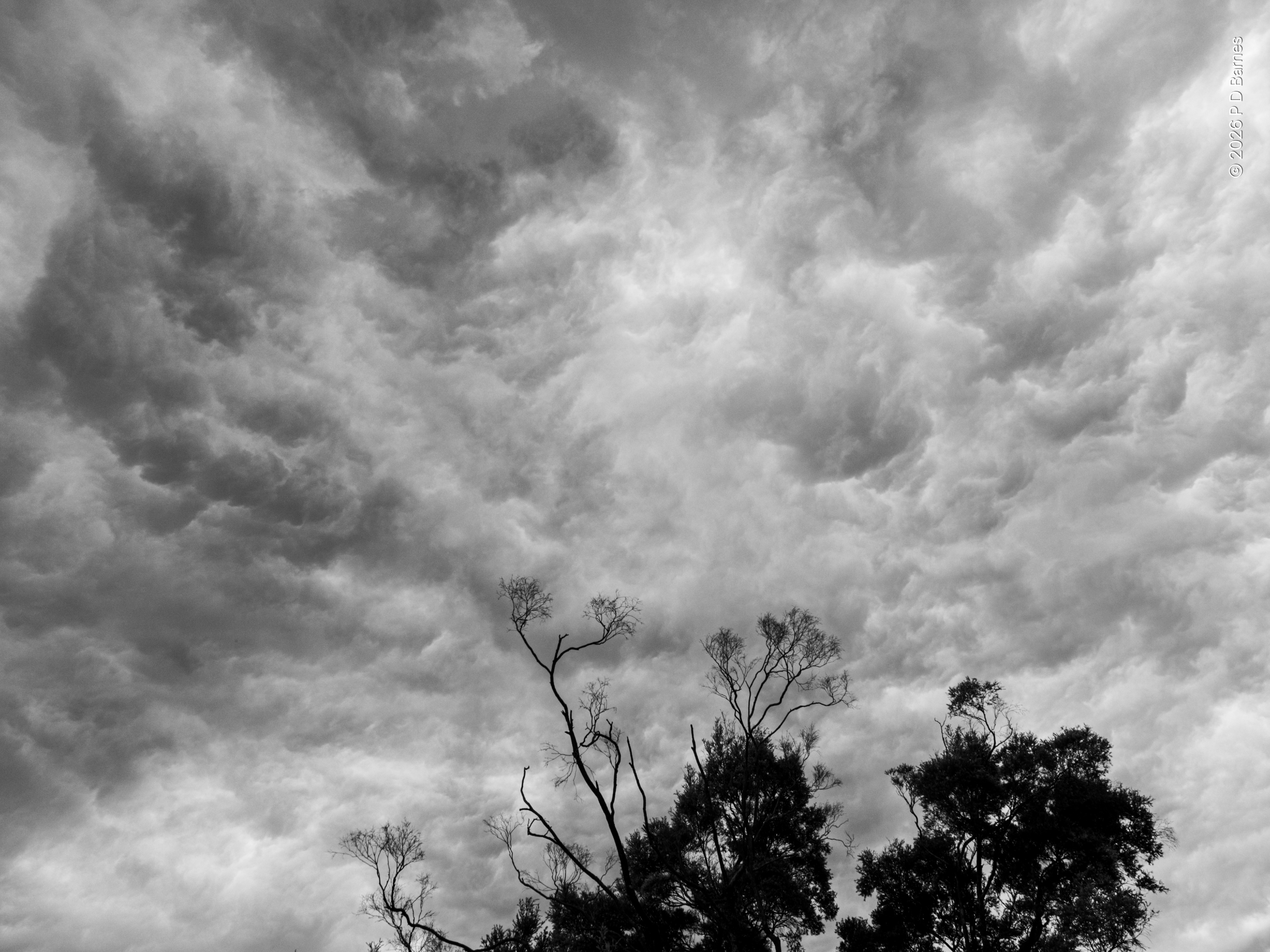 A dramatic sky with billowing low clouds forming almost mammatus shapes, strongly transilluminated. A tree silhouette at the bottom provides an anchor and scale.