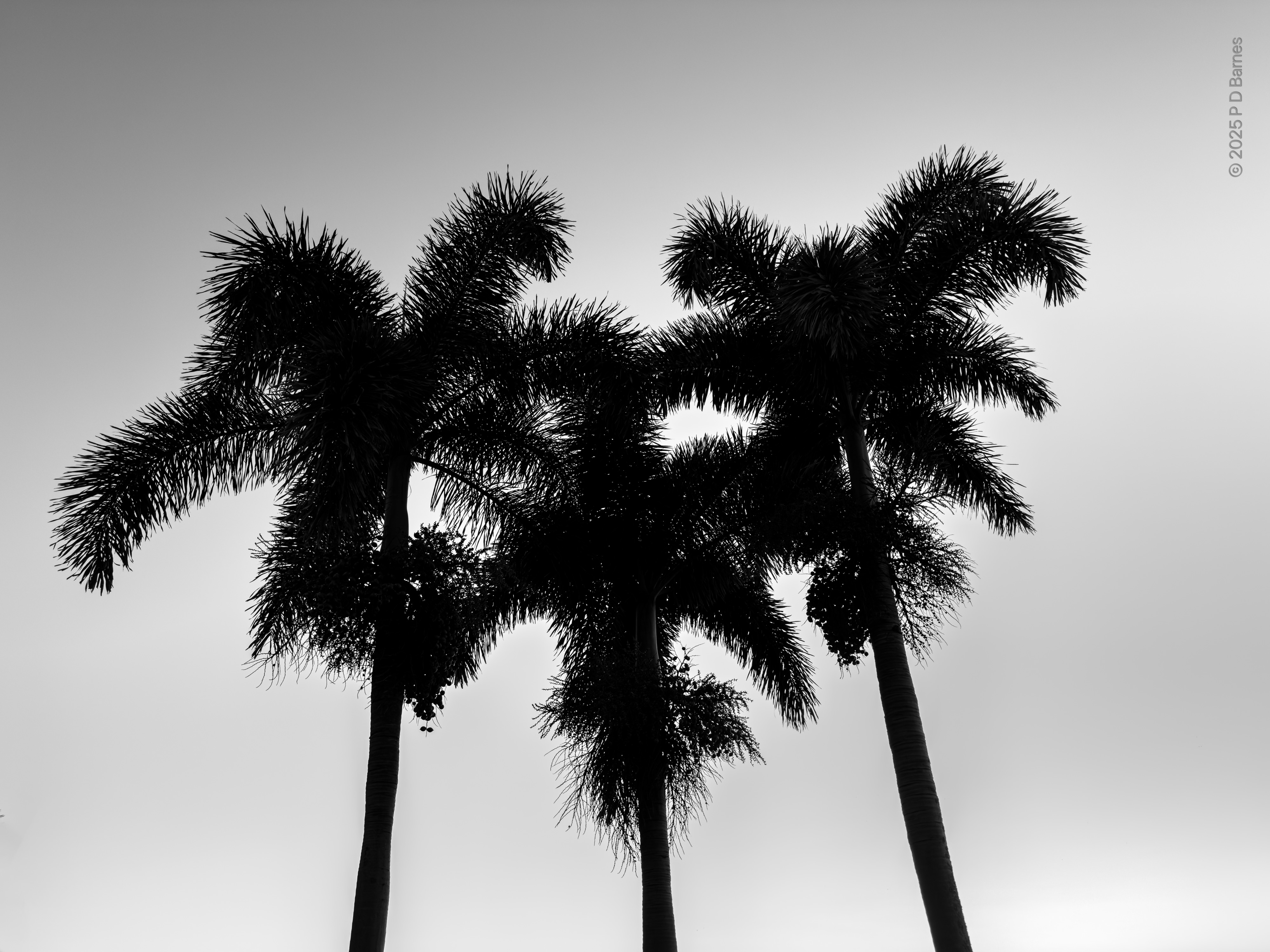 The tops of three palm trees in silhouette against a bright sky, overlapping an producing a rough heart shape