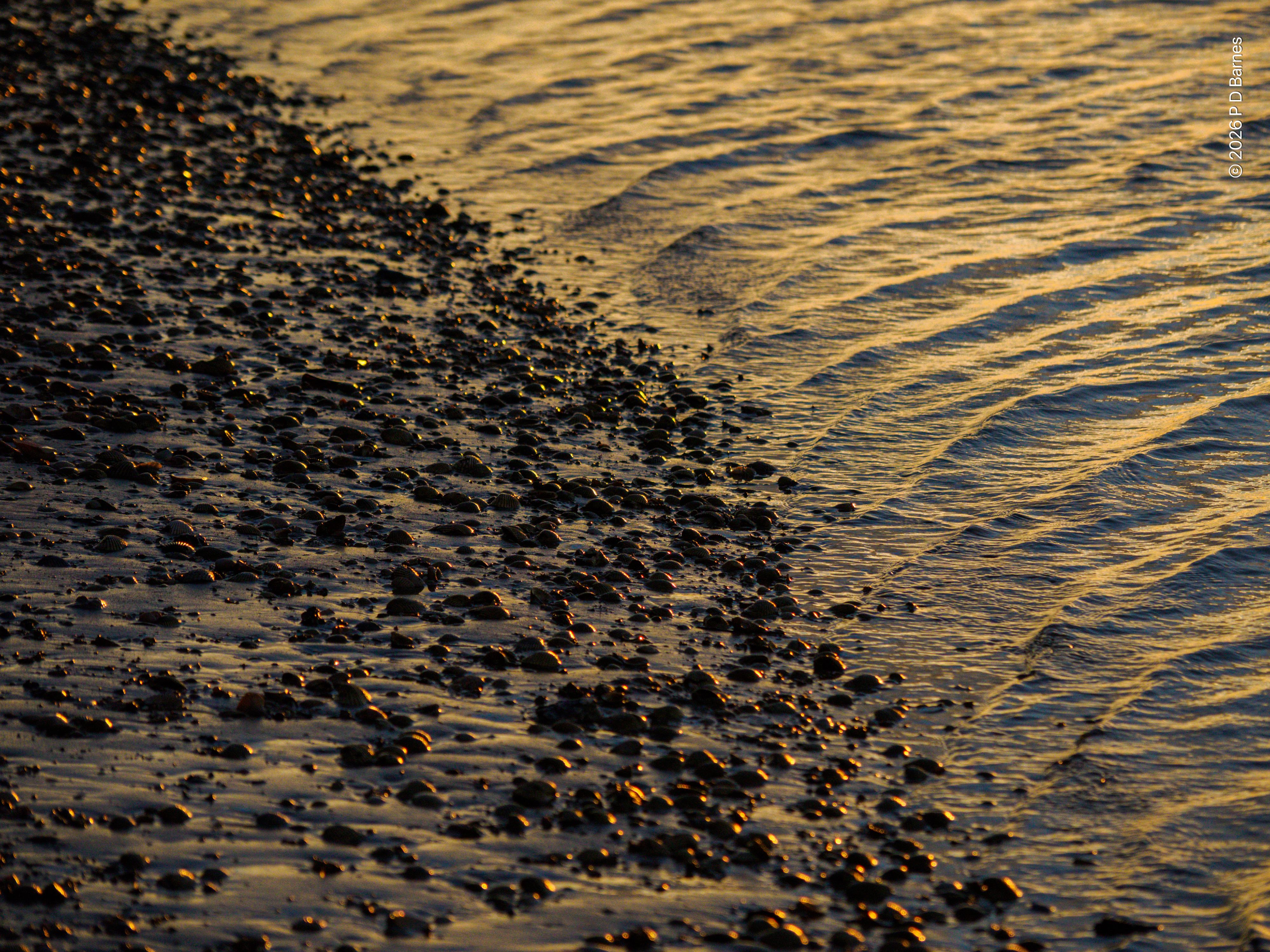 A sandy beach almost completely covered with washed-up seashells, water lapping gently at the shoreline, all lit by almost horizontal early-morning dawn light.