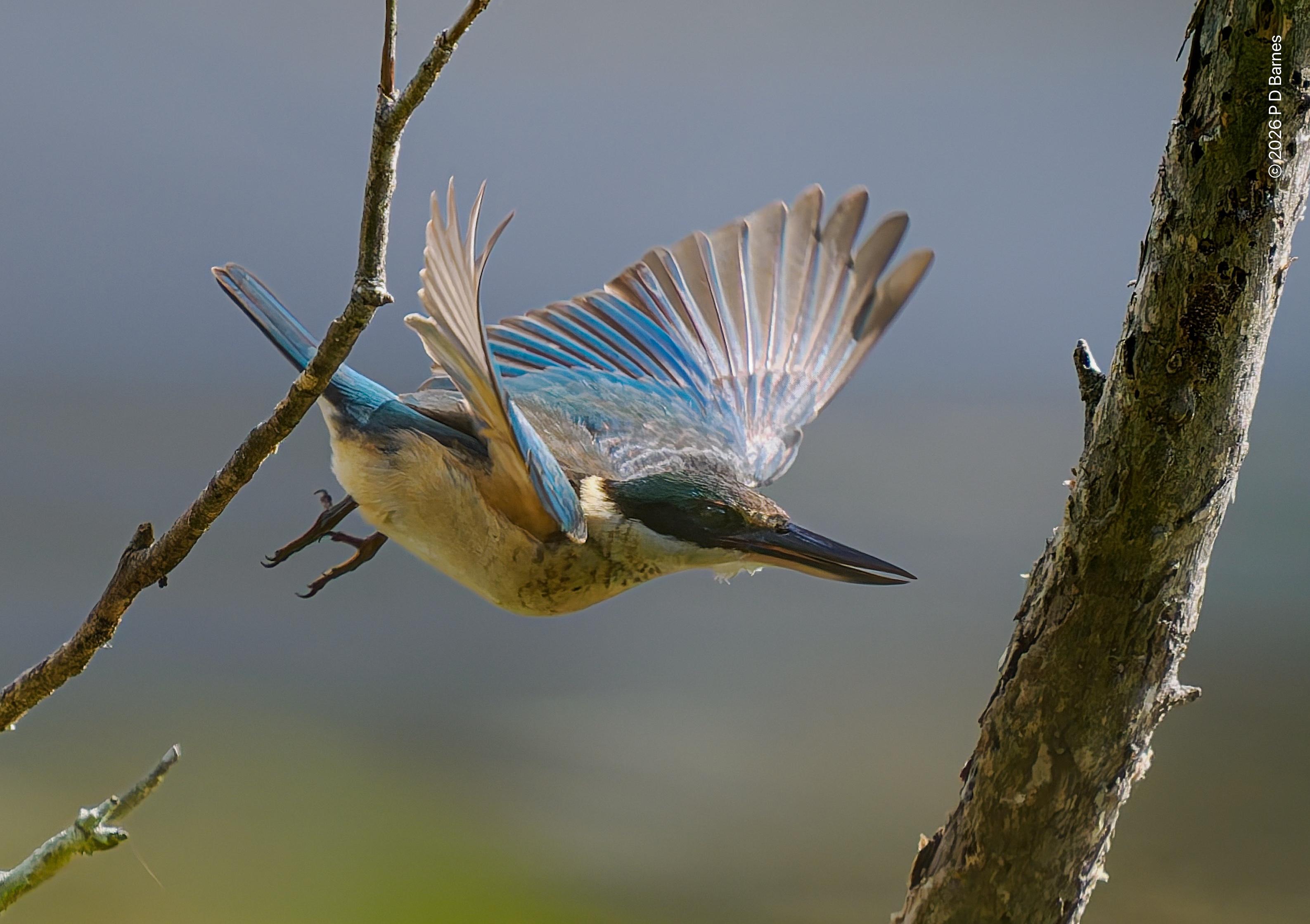 Sacred kingfisher diving, Dowse Lagoon