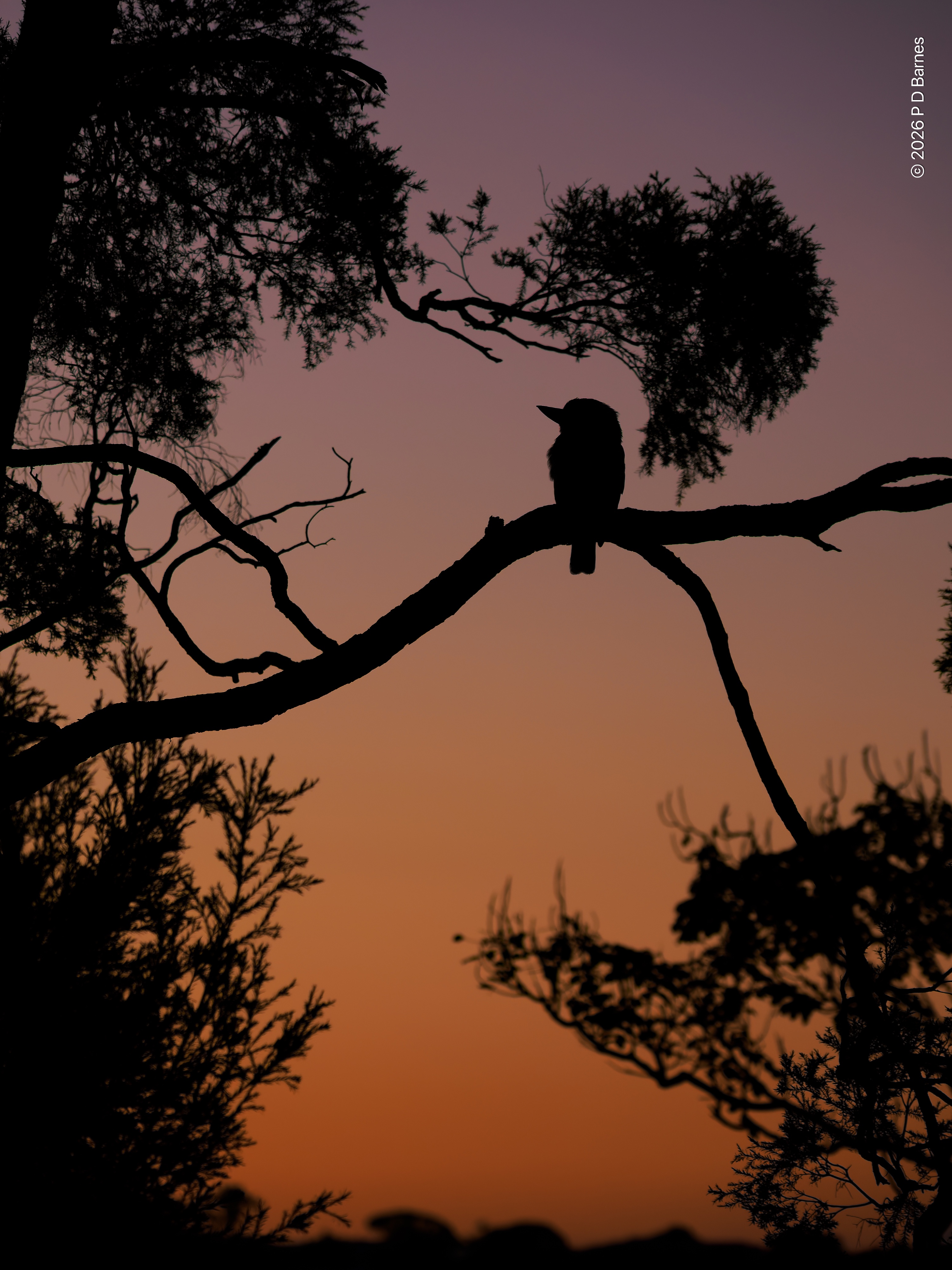 A kookaburra sitting in a tree, backlit and silhouetted by an approaching sunrise, with the sky grading from deep apricot to delicate mauve.