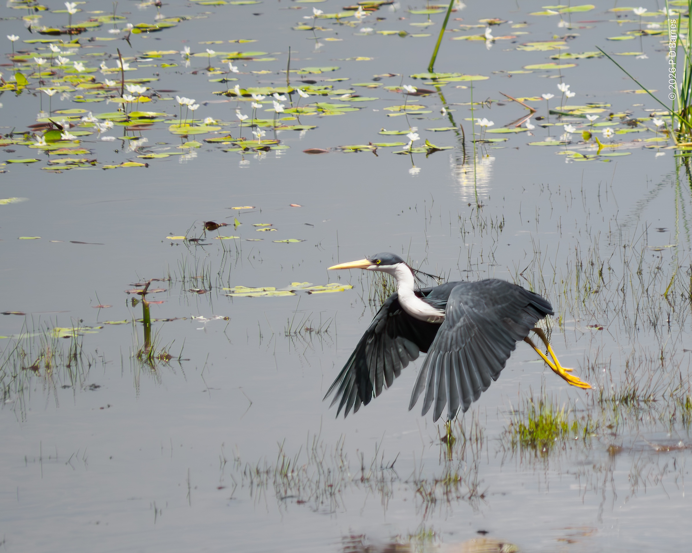 A pied heron in flight over a lagoon