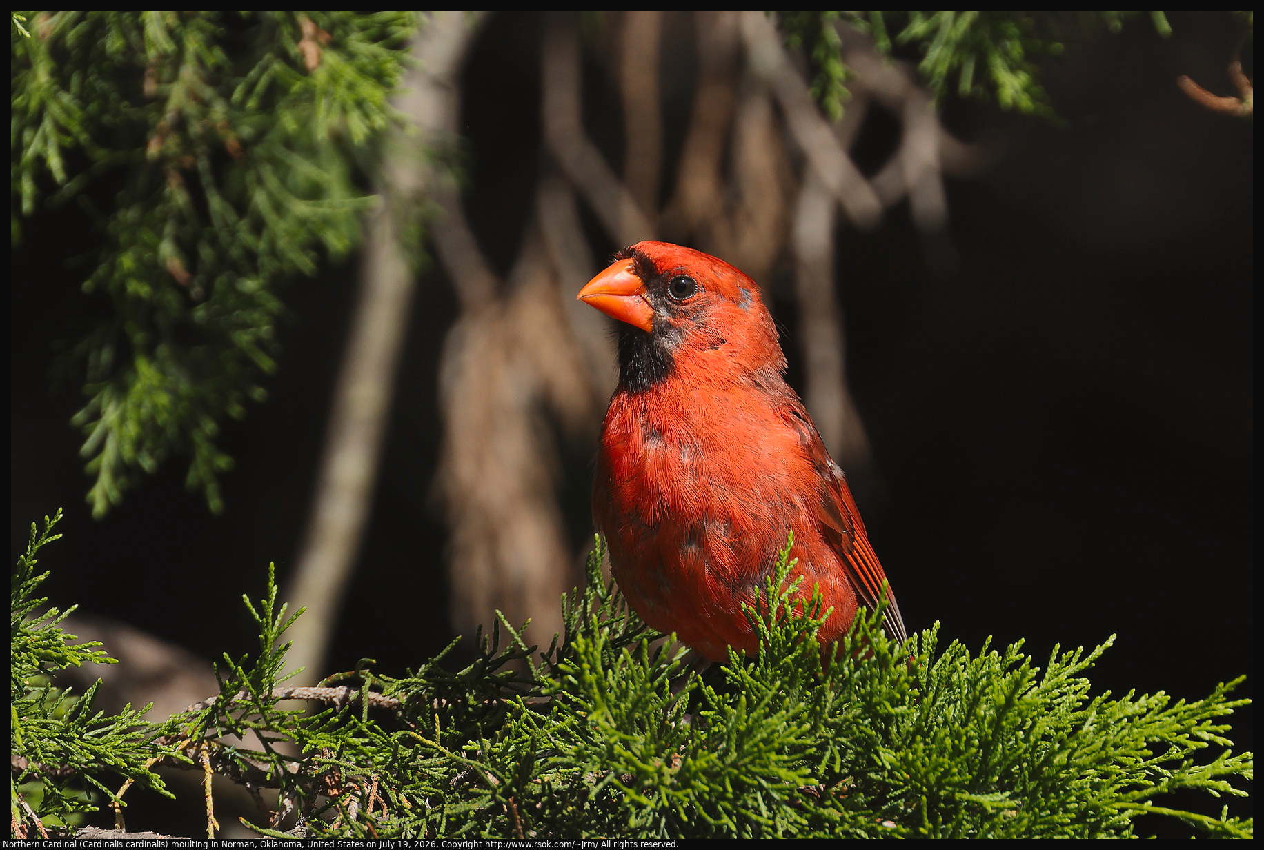 A male Northern Cardinal (Cardinalis cardinalis) that was moulting was standing with crest lowered in an Eastern Red Cedar (Juniperus virginiana) tree in Norman, Oklahoma, United States on July 19, 2026.