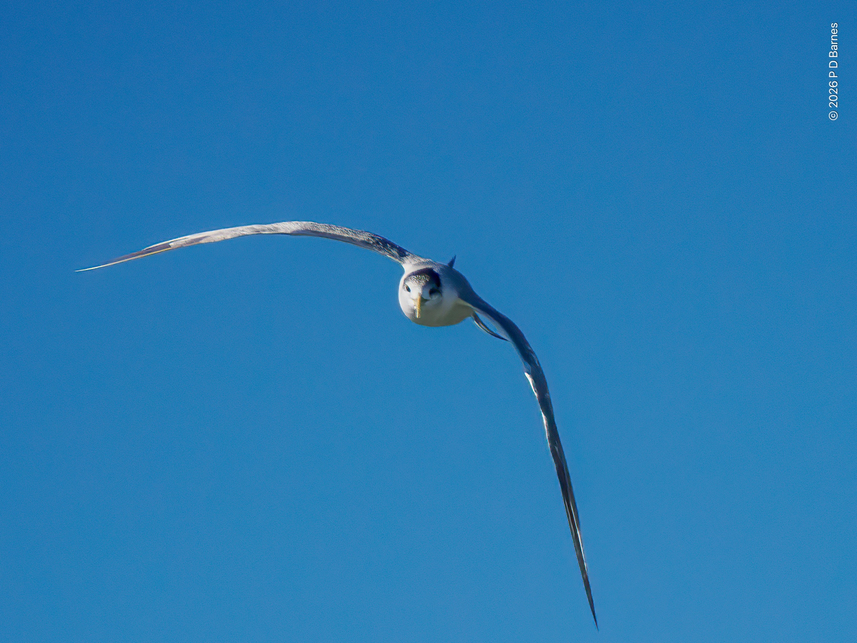 Greater crested tern,