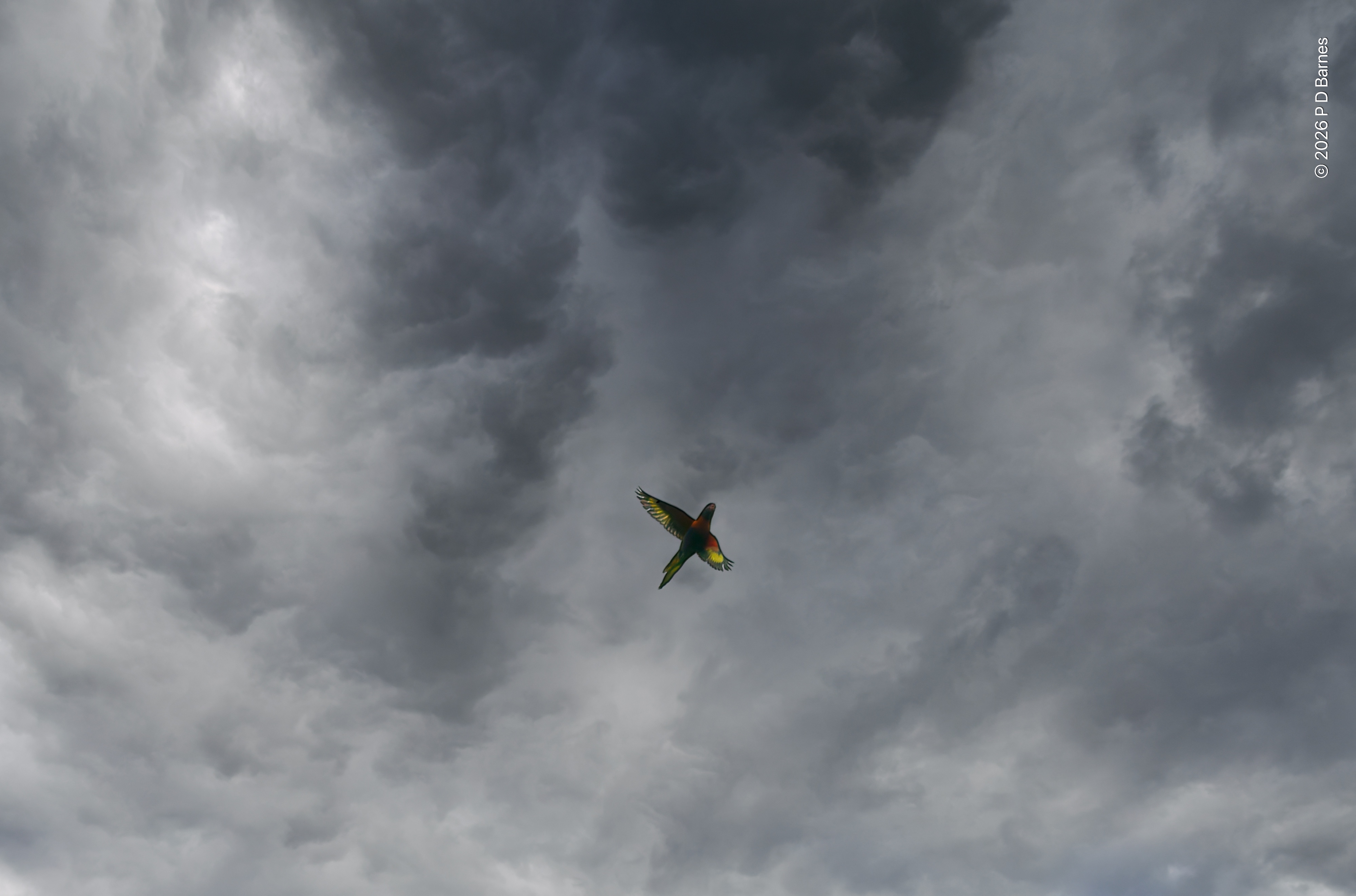 A lone lorikeet flying under a roiling, low cloudbank