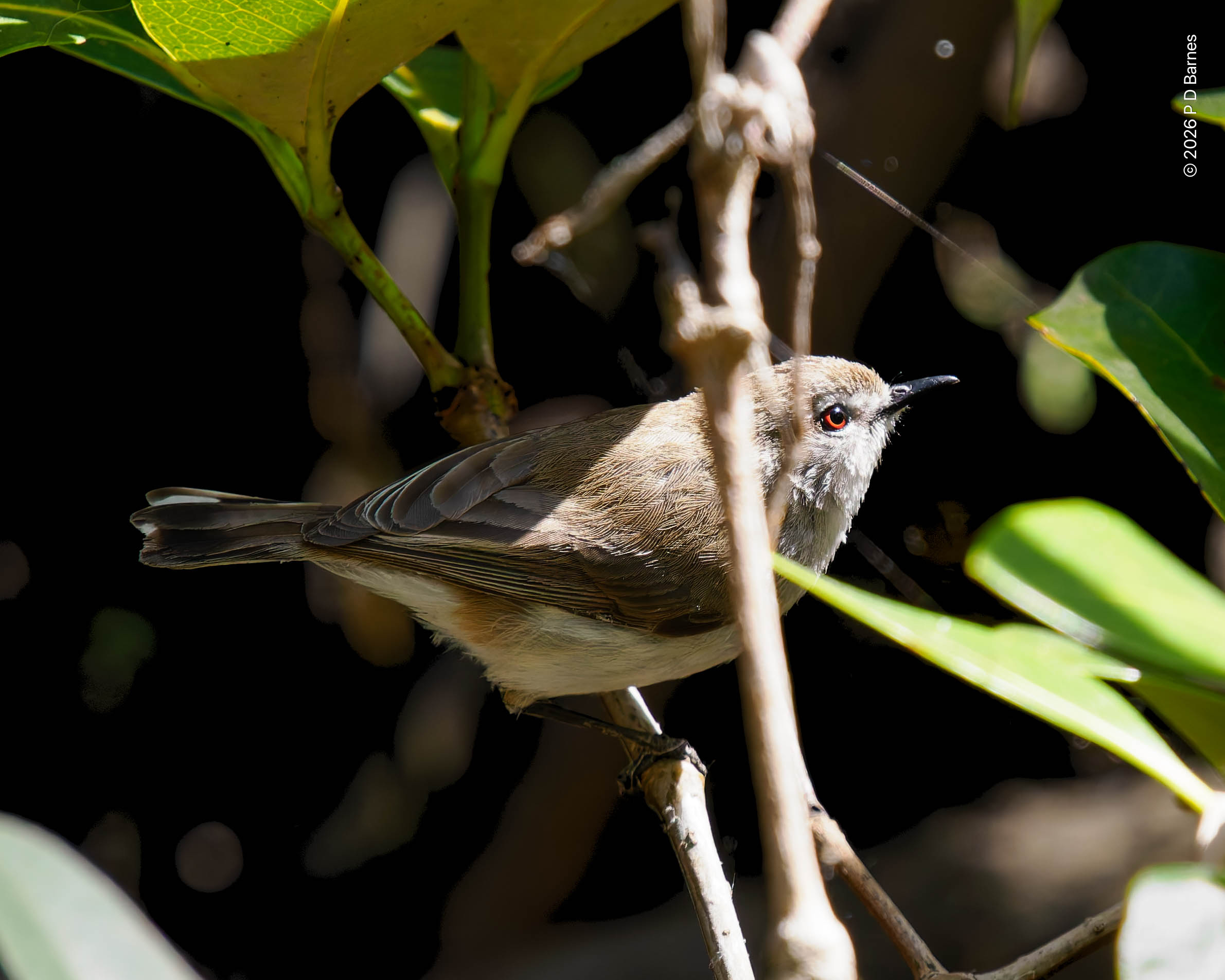 A mangrove gerygone, Gerygone levigaster, in the mangroves, Wynnum