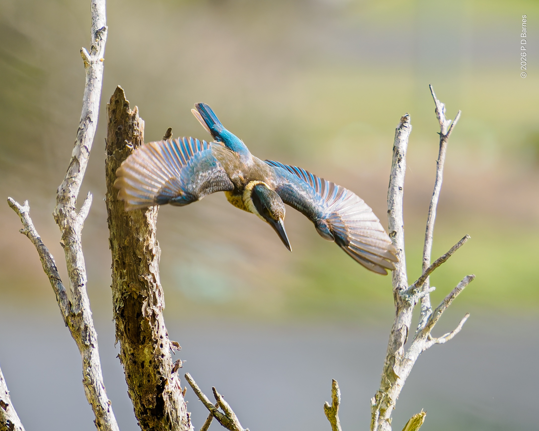 A sacred kingfisher has launched itself from its waiting perch and is diving with wings fully spread, before folding them and becoming a tiny dart.