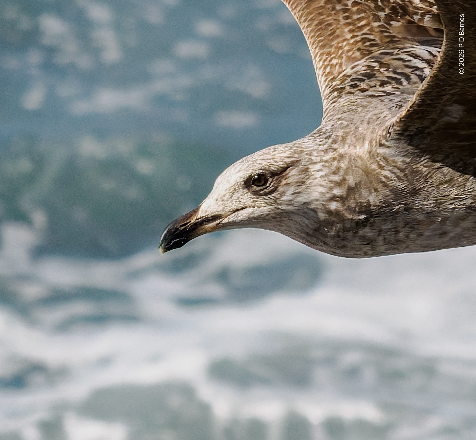 Closeup of the head of a flying gull