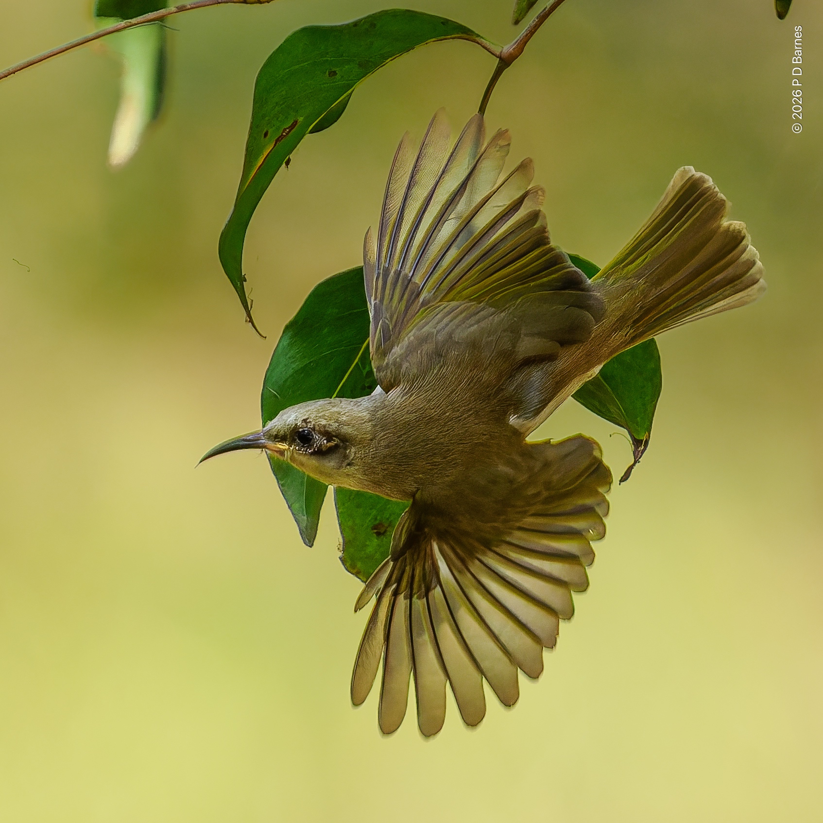 A brown honeyeater during aerial manoeuvres, wings widely spread so that the leaves and stem immediately behind are visible through its primaries.