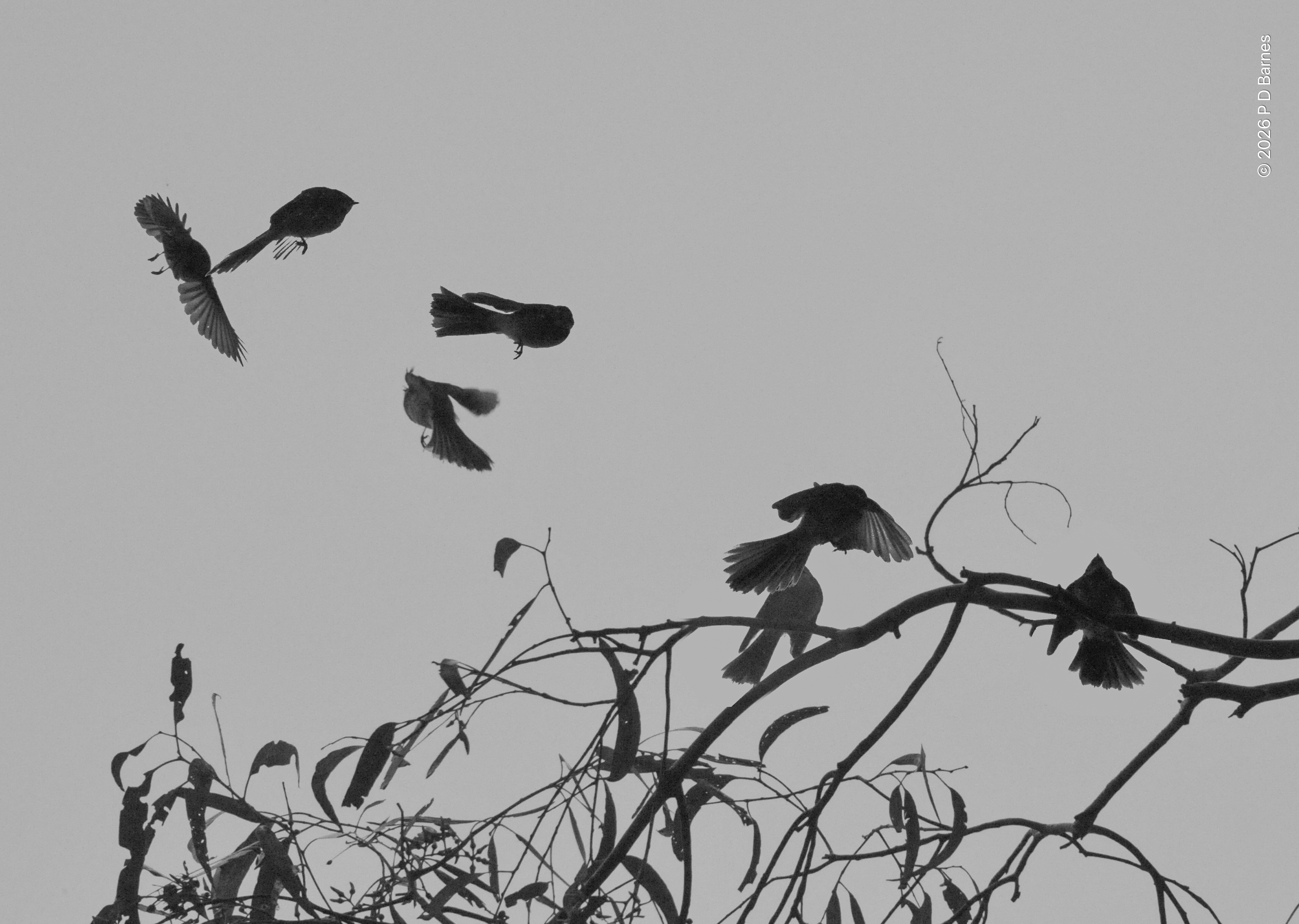 Multiple exposure monochrome series of a restless flycatcher in the mist, leaving a branch briefly, flying out and returning.