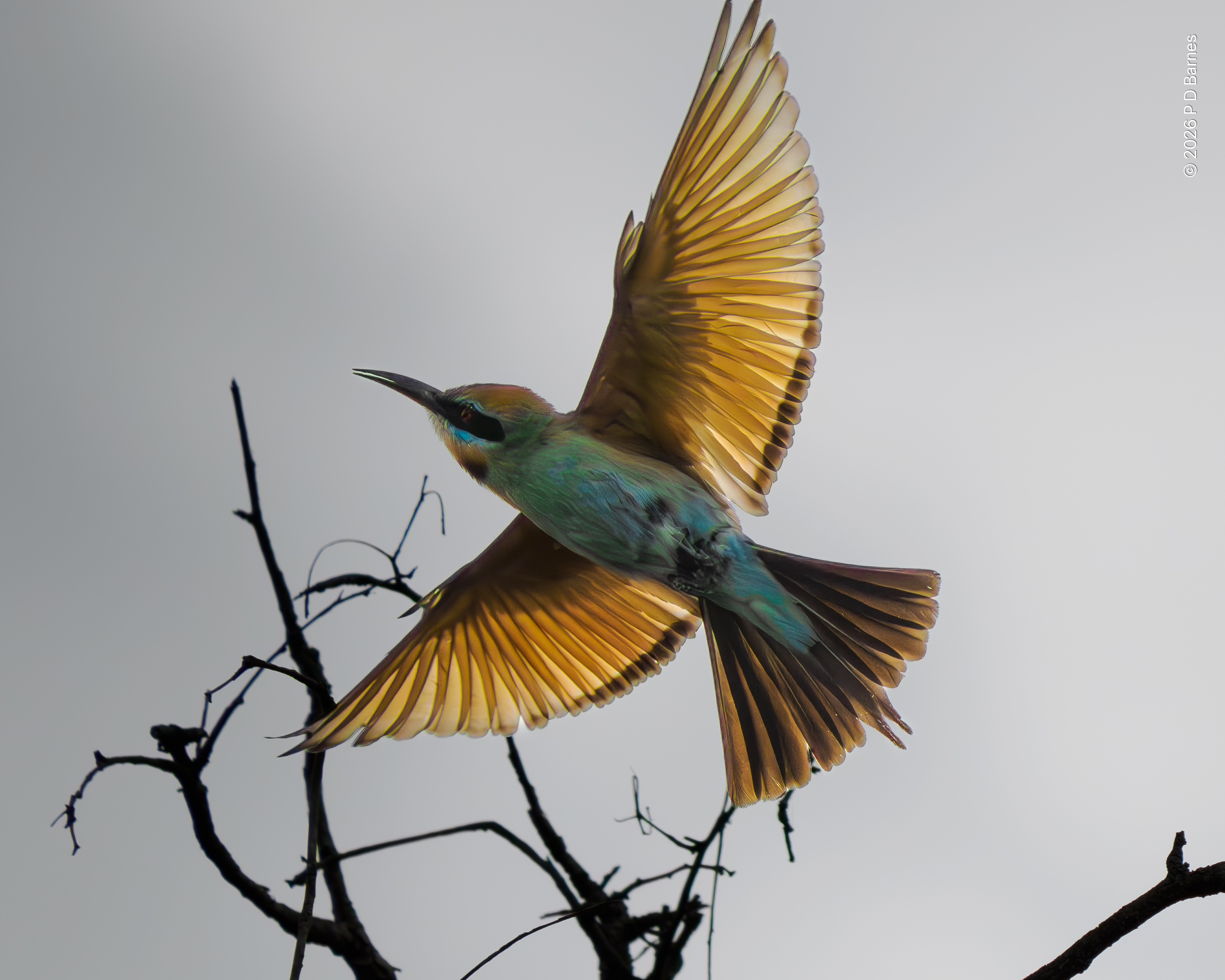 A rainbow bee-eater with wings and tail spread and backlit