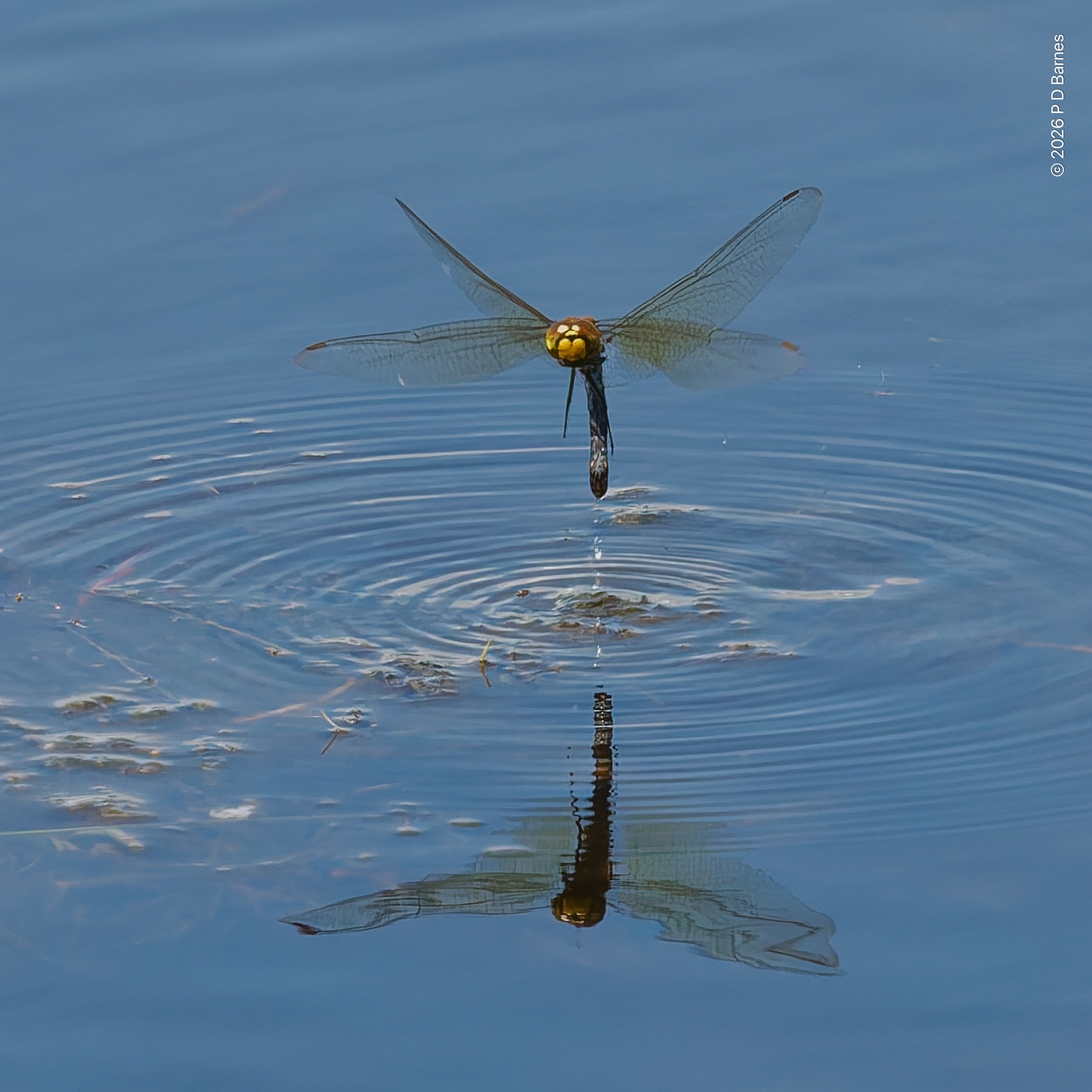 A female dragonfly lifting back out of the water after dipping her abdomen under to release her fertilised eggs. Some drops of water add to the radiating ripples from her brief dip.