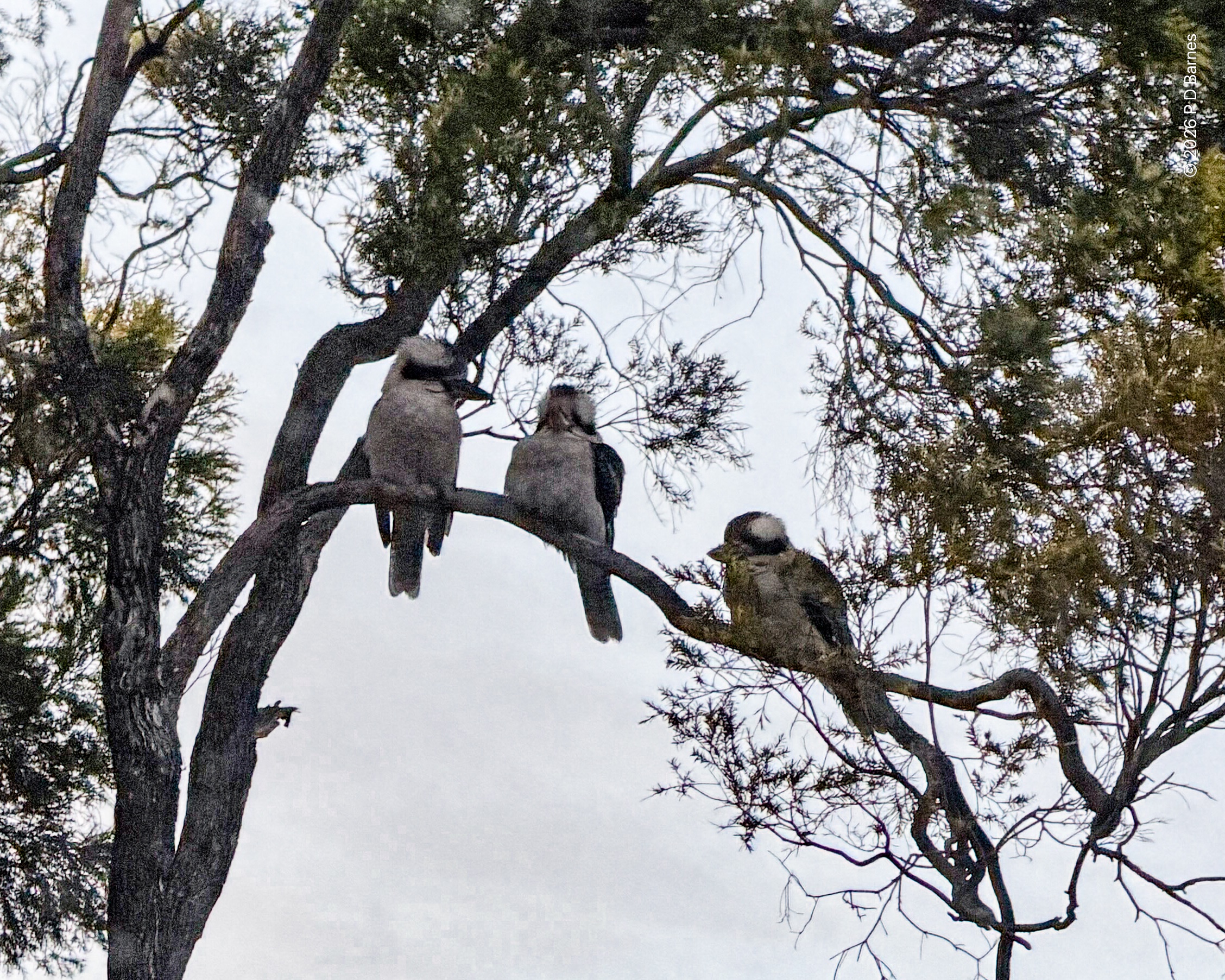 Three kookaburras perched on a horizontal branch.