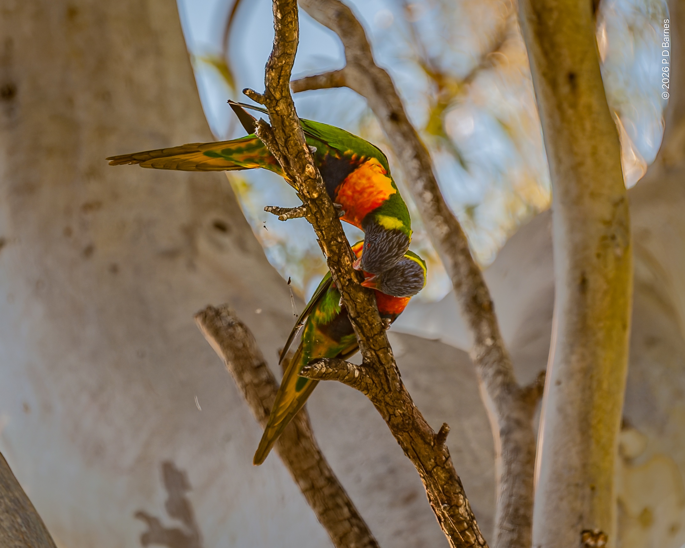A pair of rainbow lorikeets feeding on insects on a eucalyptus branch, heads touching