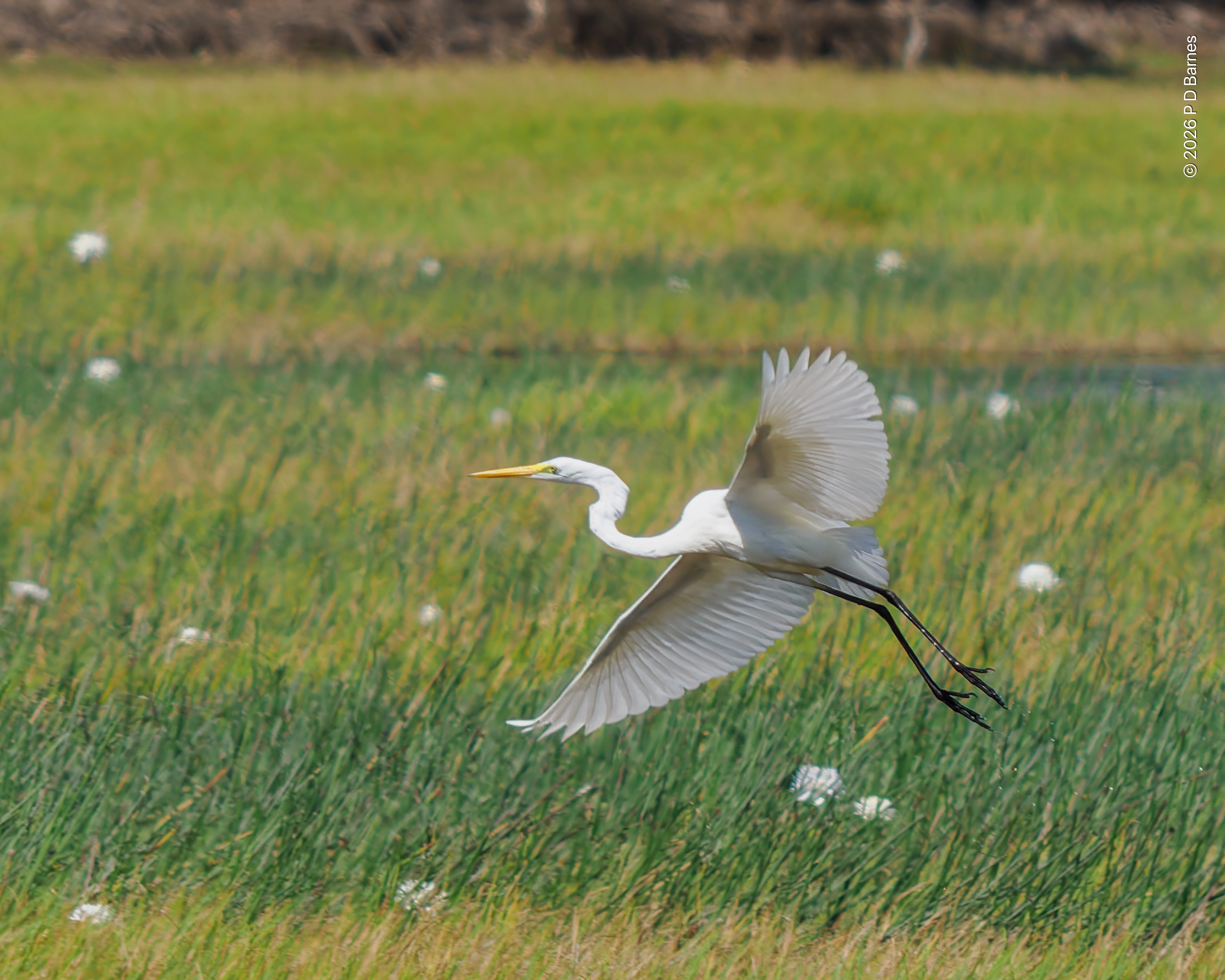 An eastern great egret flying low over dense wetland grass, wings spread and legs training, its neck in an "S" shape. The grassland has scattered large white Australian water lily flowers blossoming.