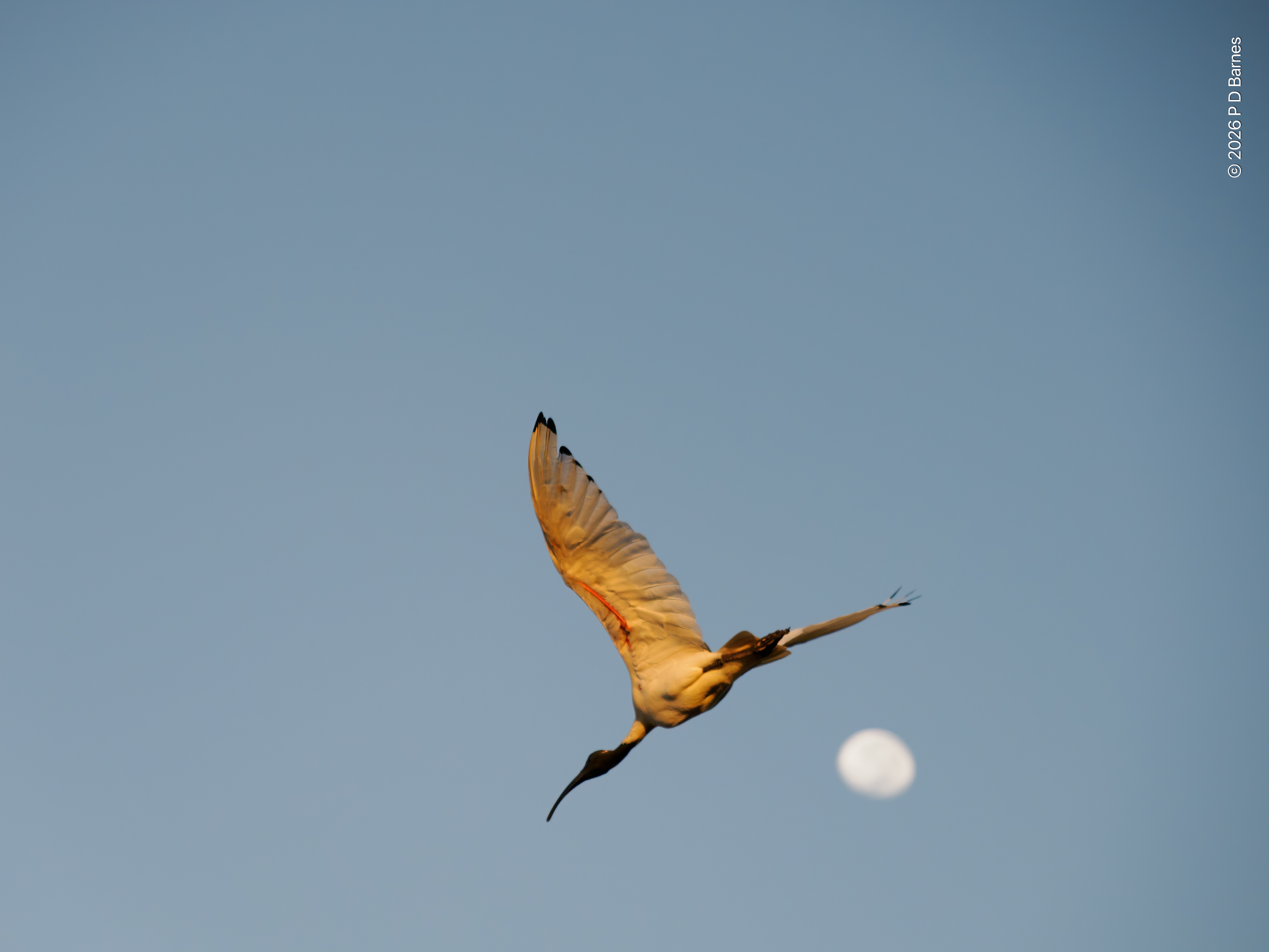 Ibis flying over a gibbous moon at dawn