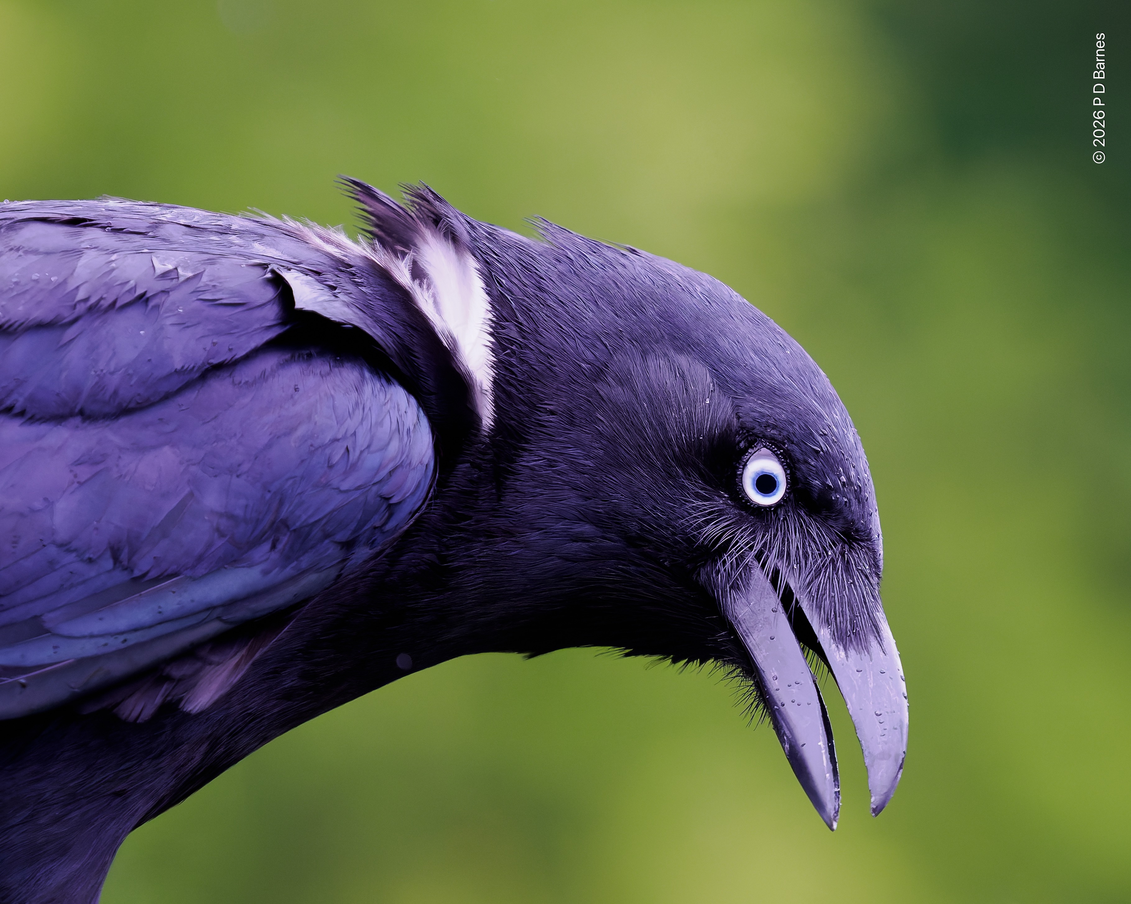 Torresian crow with its distinctive blue eye and showing some exposed white at the base of its neck feathers