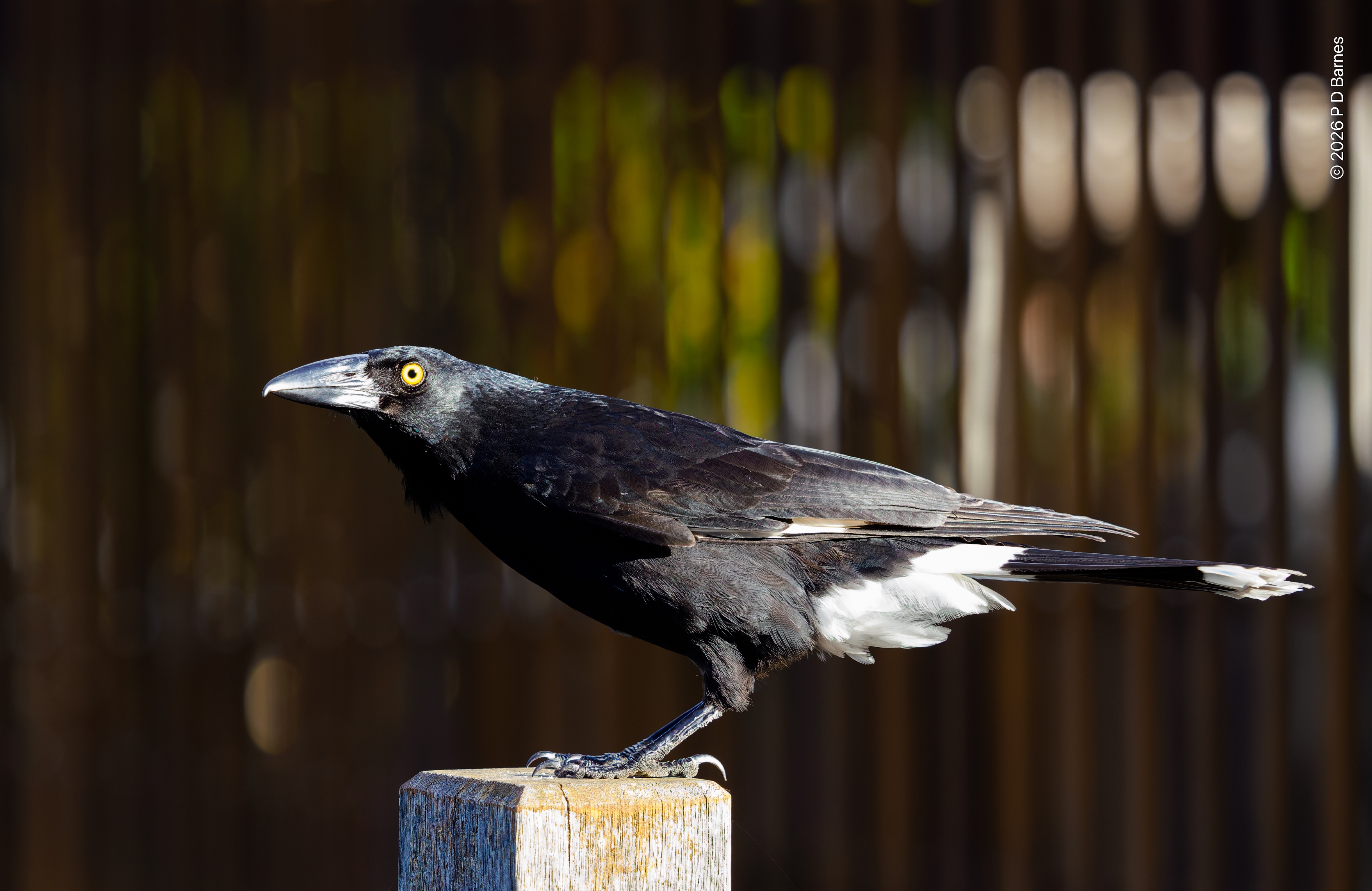 Currawong perched on a post in bright sunlight, in profile