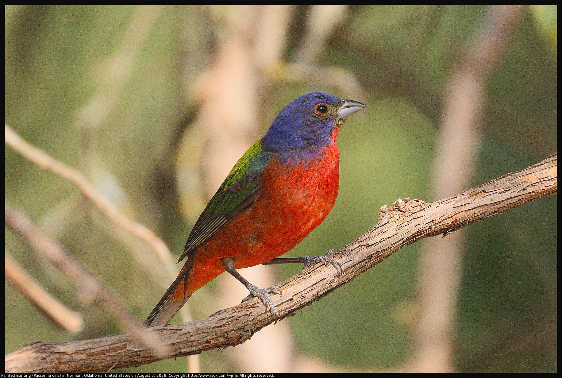 A Painted Bunting (Passerina ciris) was standing on a branch in the shade in Norman, Oklahoma, United States on August 7, 2026.