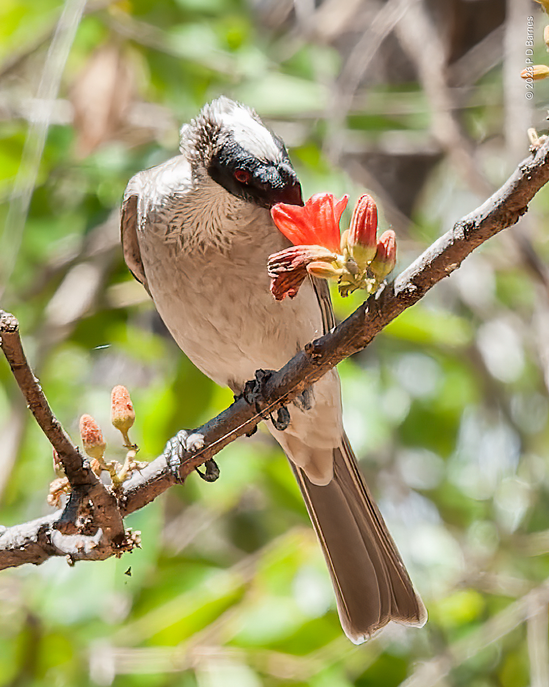 A helmeted friarbird feeding on a kurrajong flower