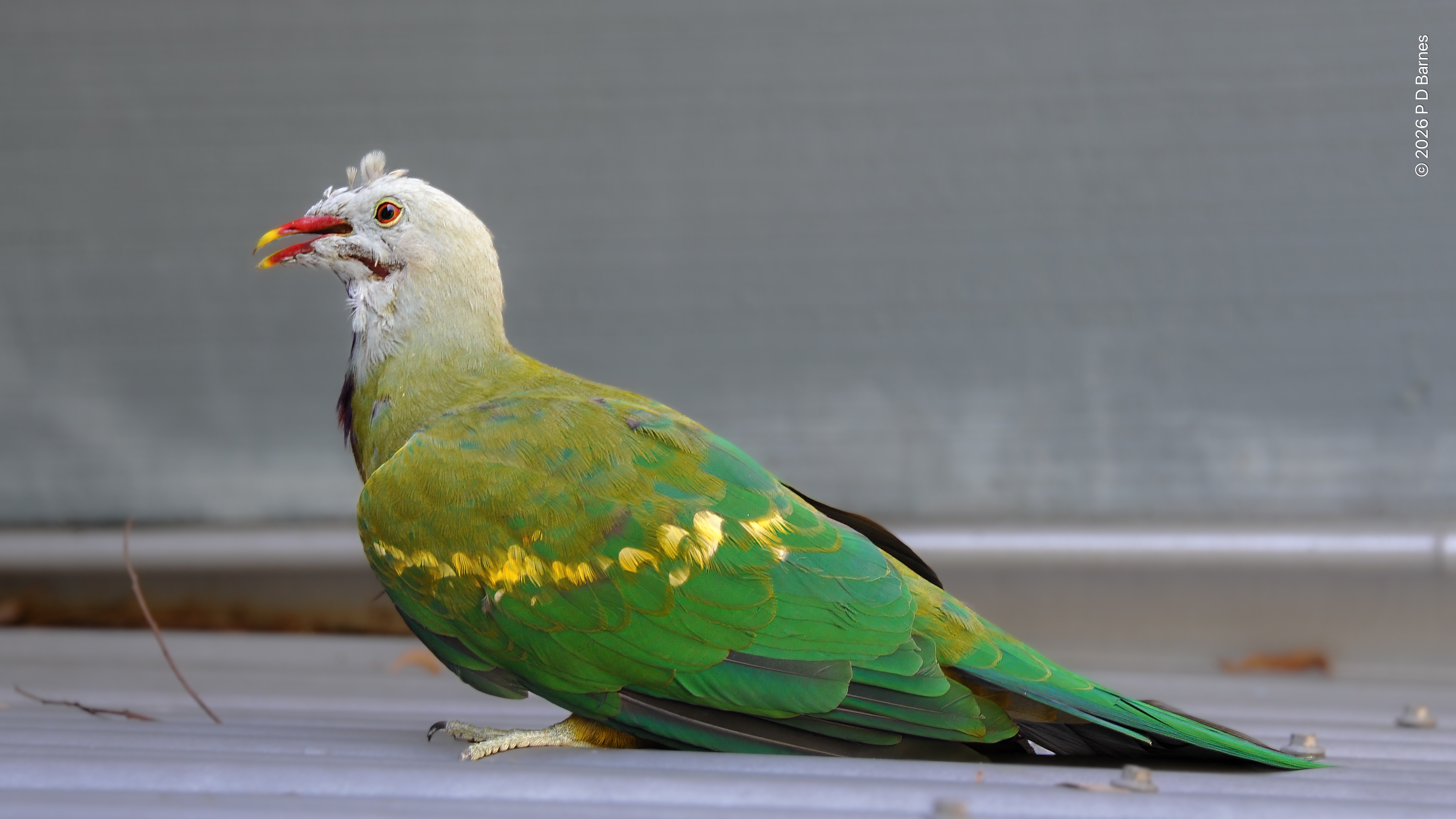 Profile shot of wampoo fruit dove, taking a breather