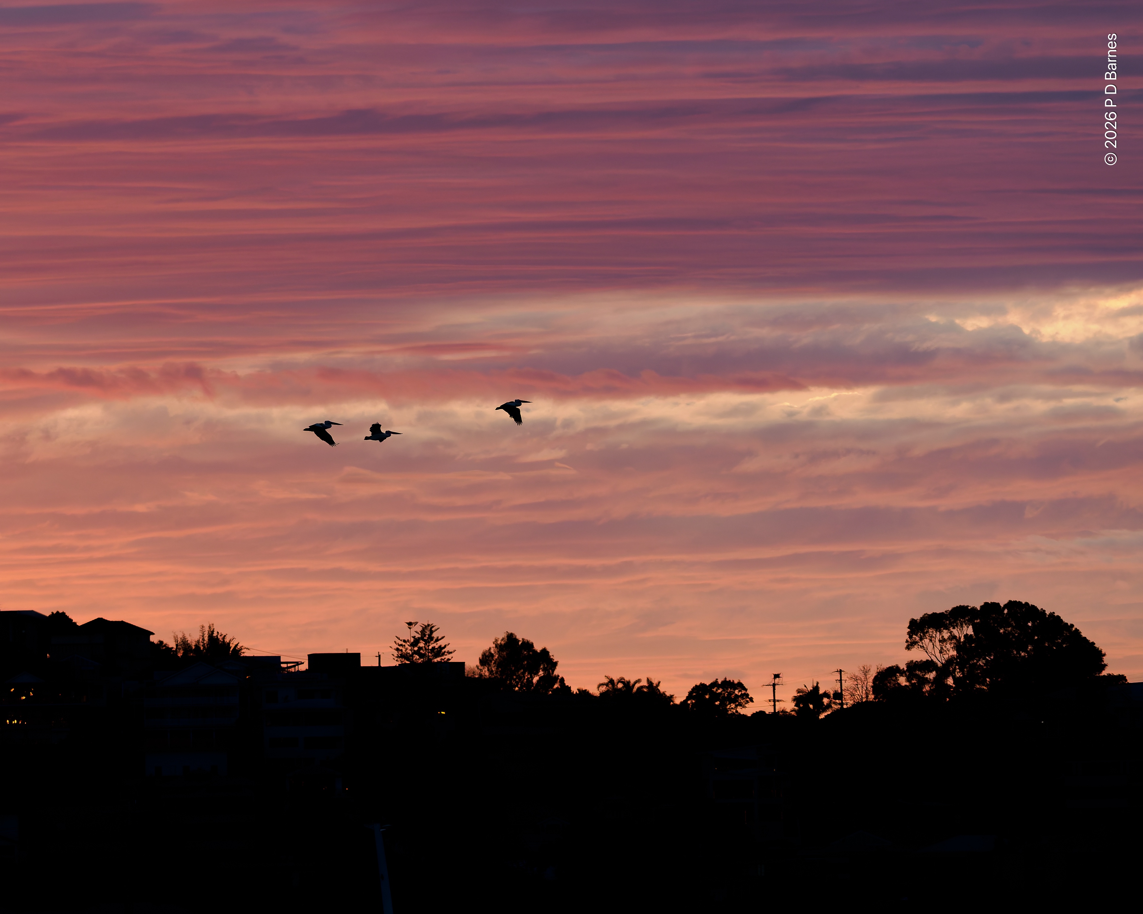 Three pelicans silhouetted against a cloud-filled, purple-pink dawn sky. Below, a dark suburban frieze is silhouetted against the lighter sky.