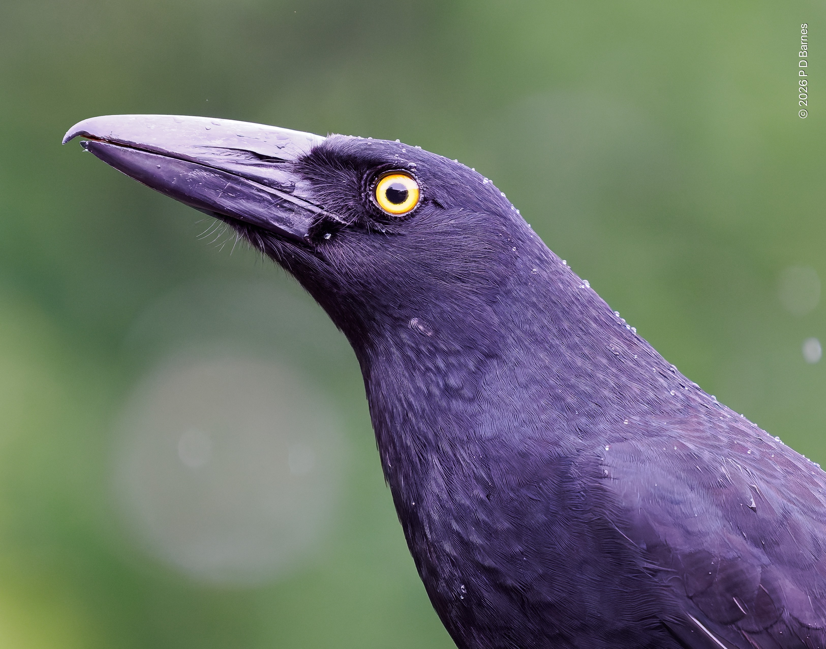 Head and shoulders in profile of a currawong lightly beaded with raindrops.