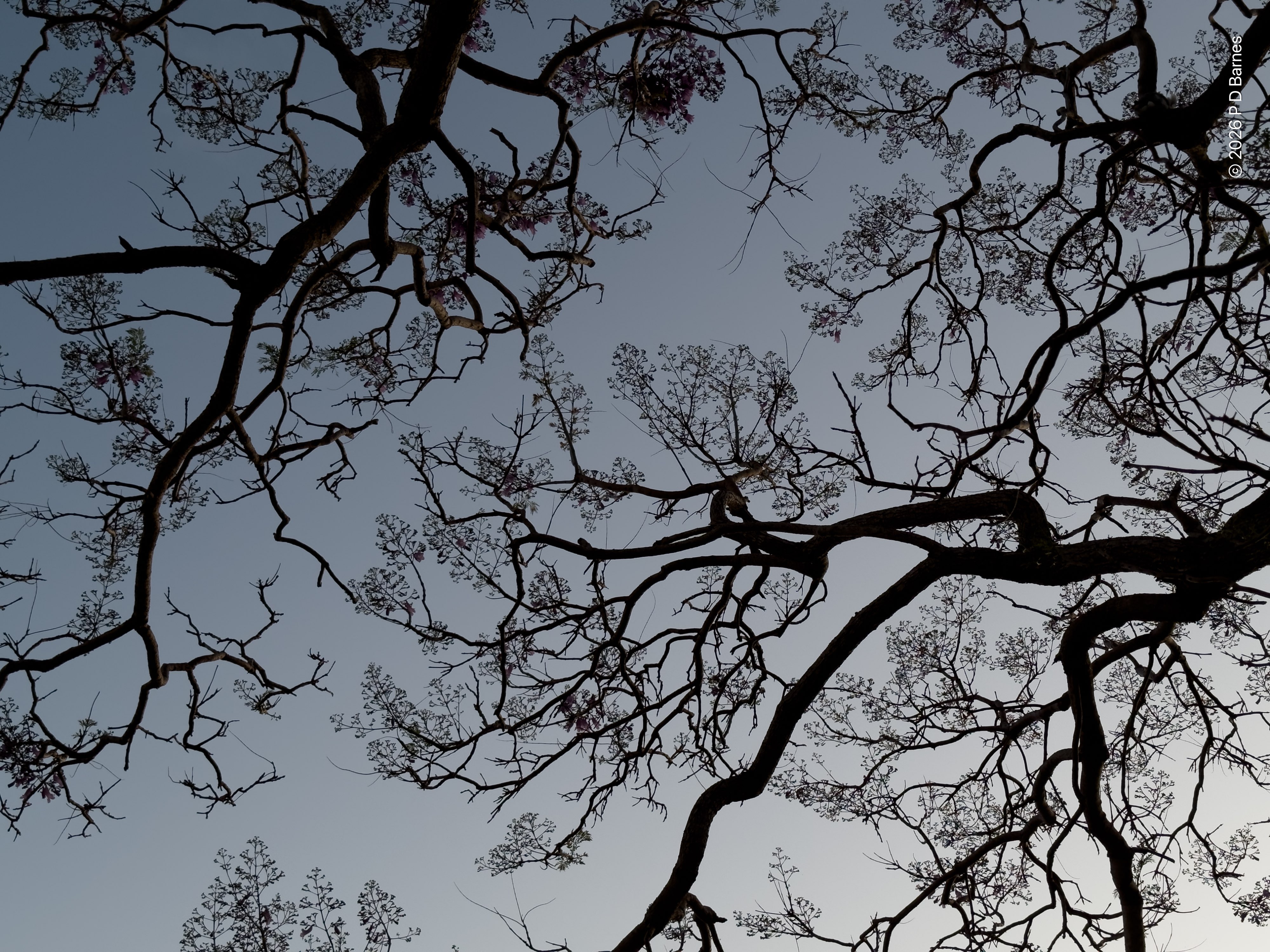 The almost-bare branches of a jacaranda tree just coming into flower, seen in silhouette from below against a lightening dawn sky.