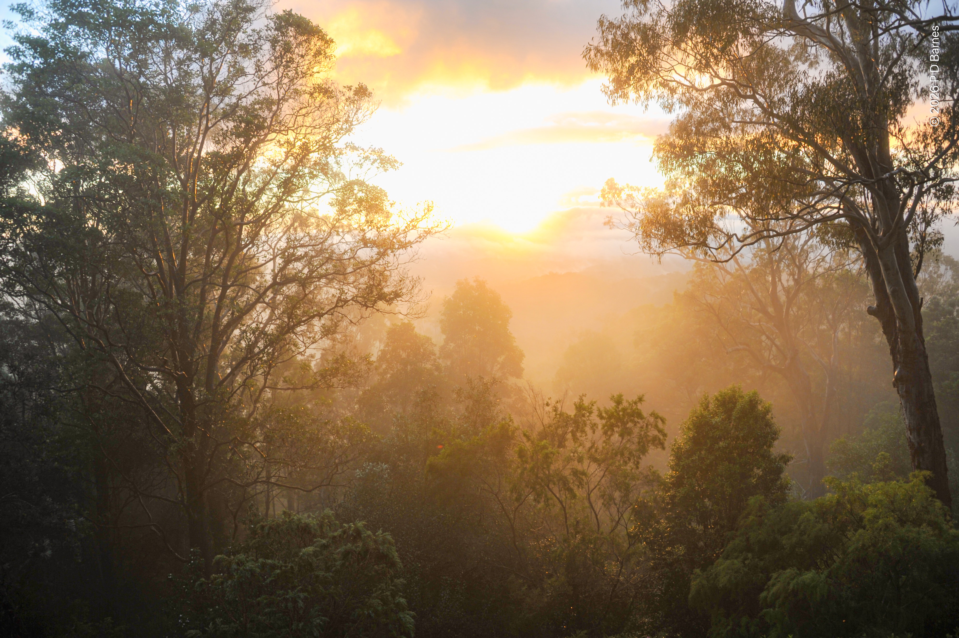 The just-risen sun is shining through mist clinging to trees and shrubs in a remnant forest, filling and suffusing the air with a golden glow.