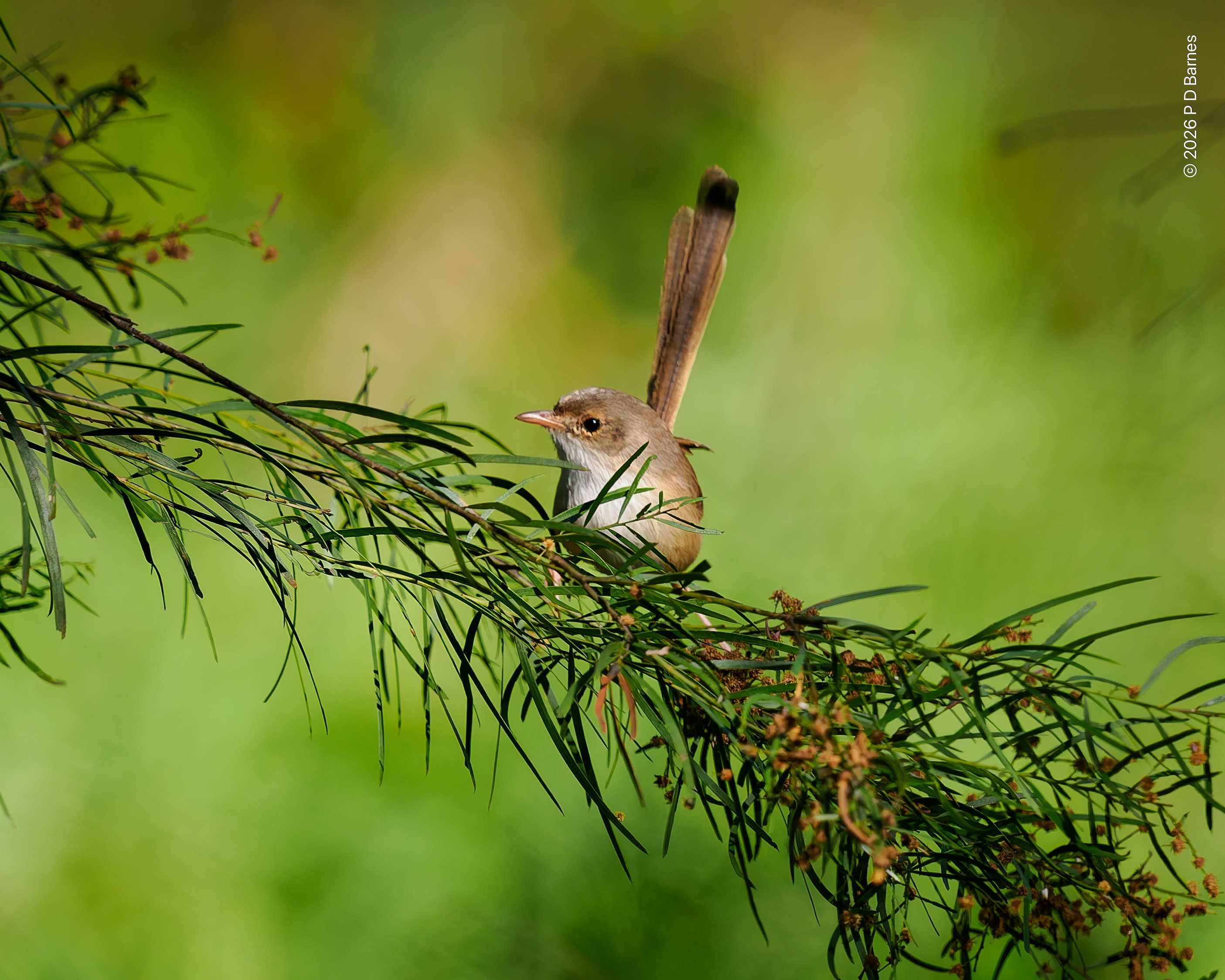 A female red-backed fairy wren perched facing us on a branch running diagonally across the frame, its tail up and head turned in profile