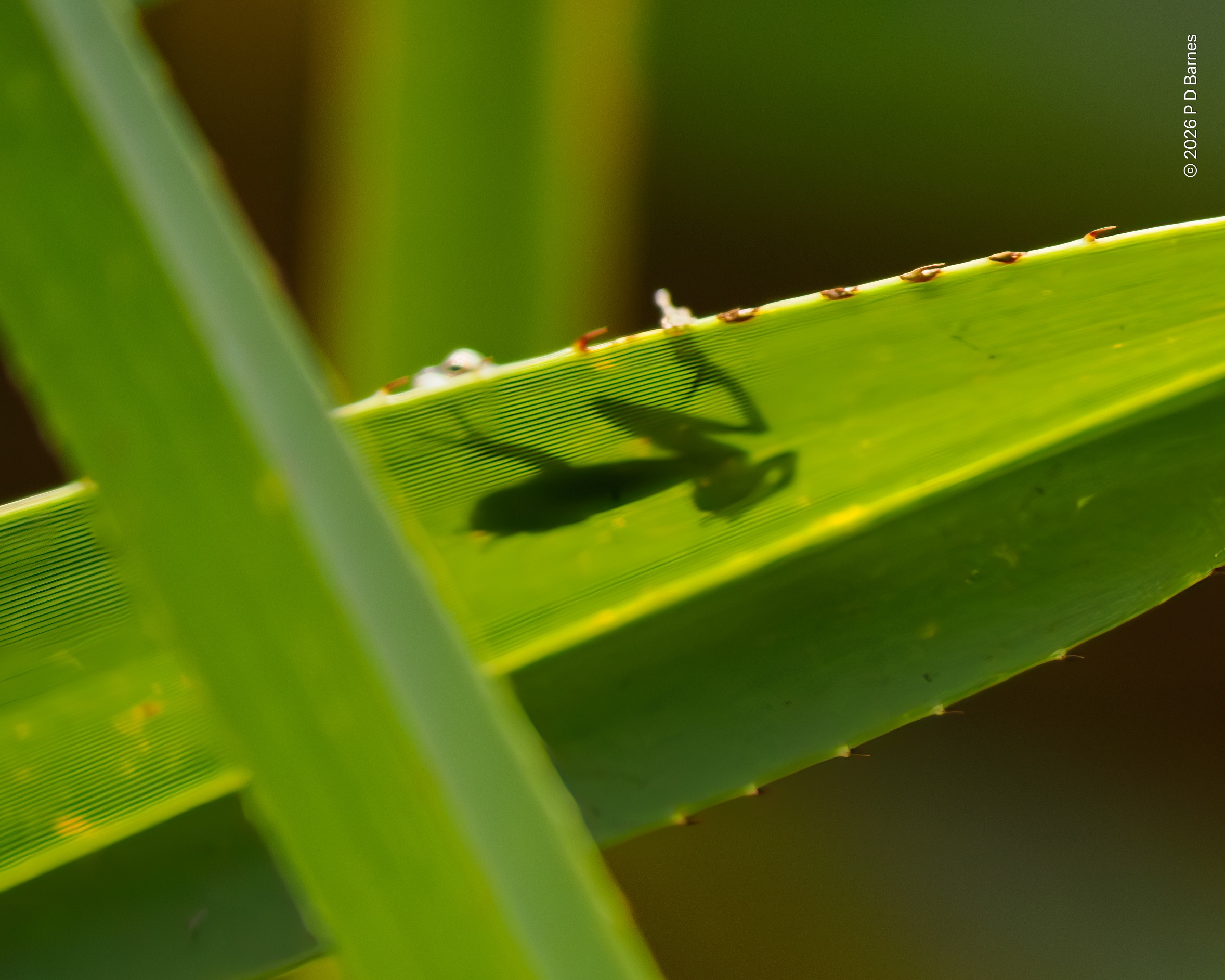 The shadow of a Northern Dwarf Tree Frog on a pandanus leaf, Holmes Jungle, Northern Territory.