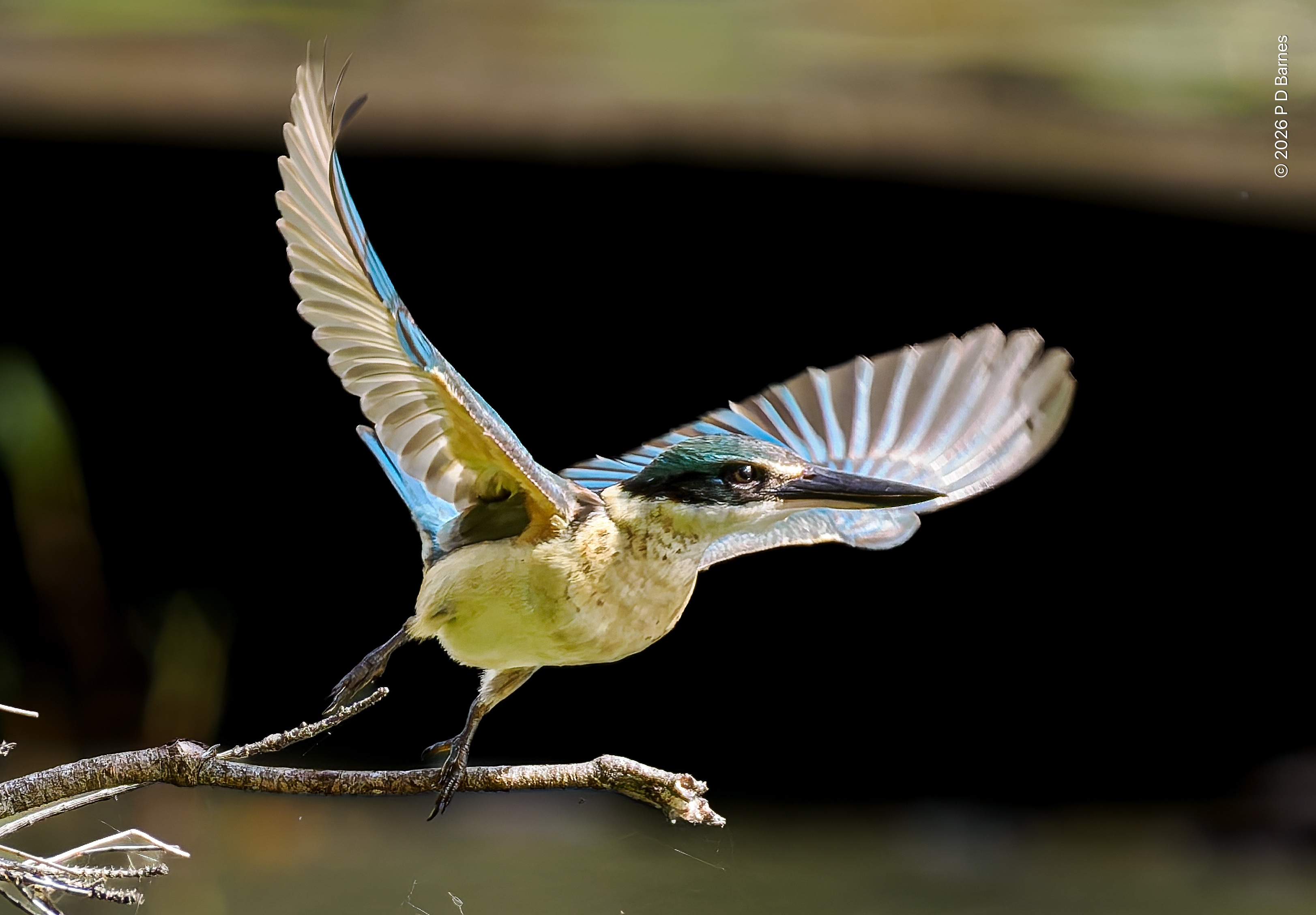 A sacred kingfisher on the instant of quitting its lookout and launching itself into the air