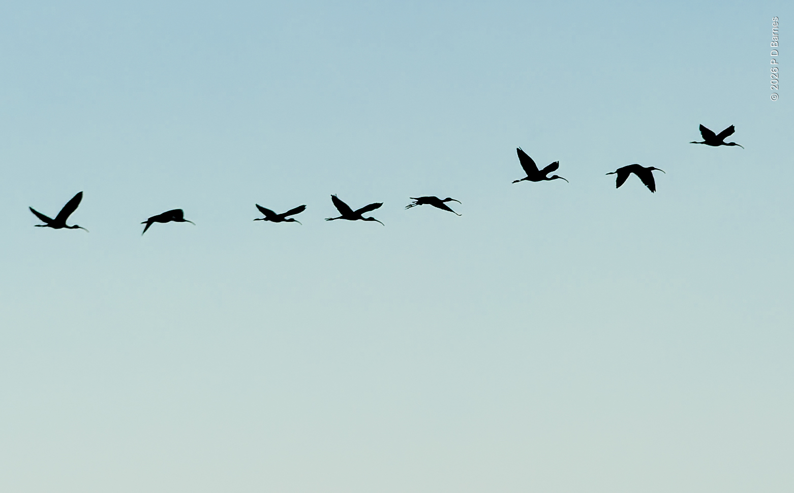 A flock of ibis flying in single file, Kakadu National Park