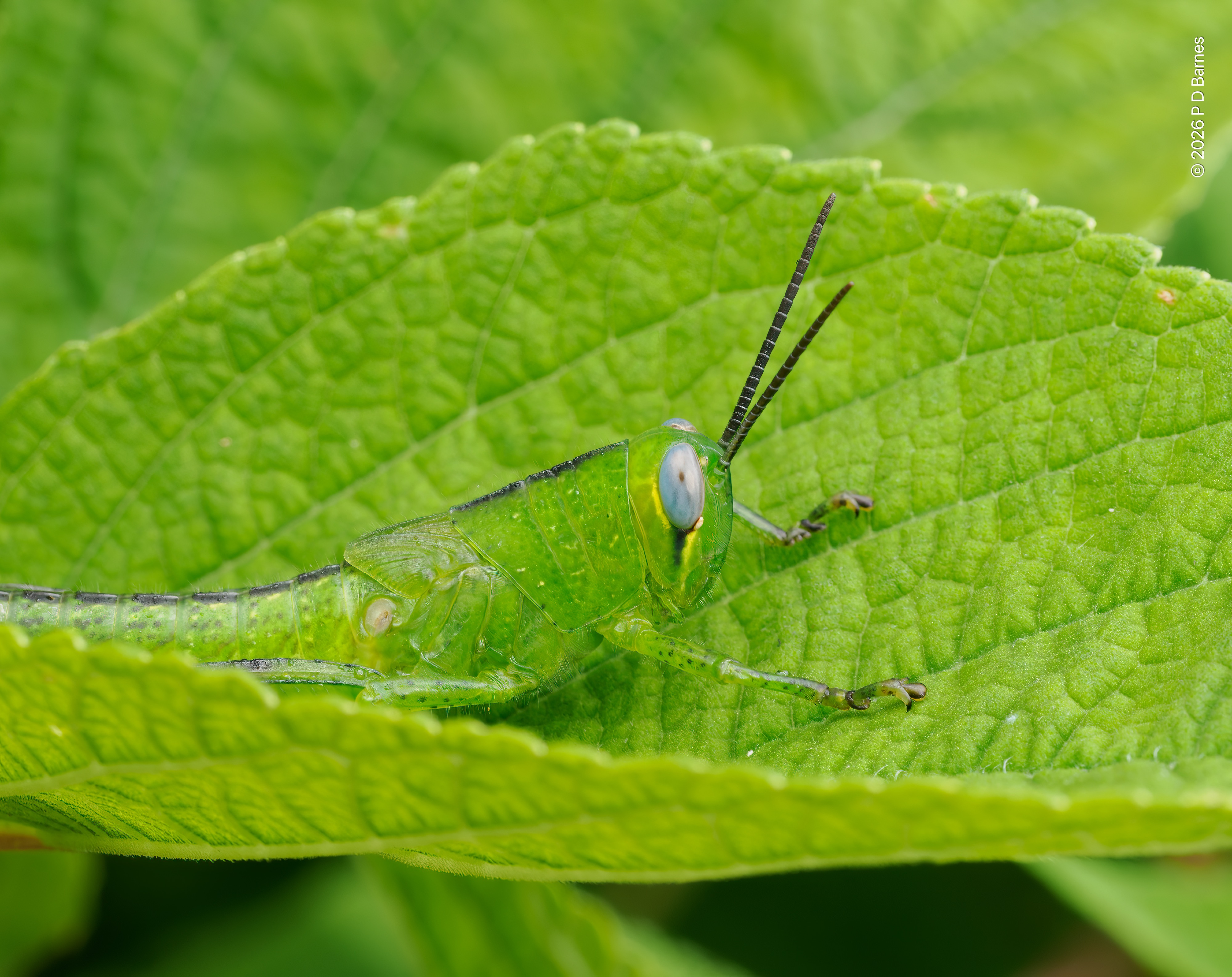 A nymph of the green giant grasshopper (Valanga irregularis) on a green leaf of an almost identical shade of green.
