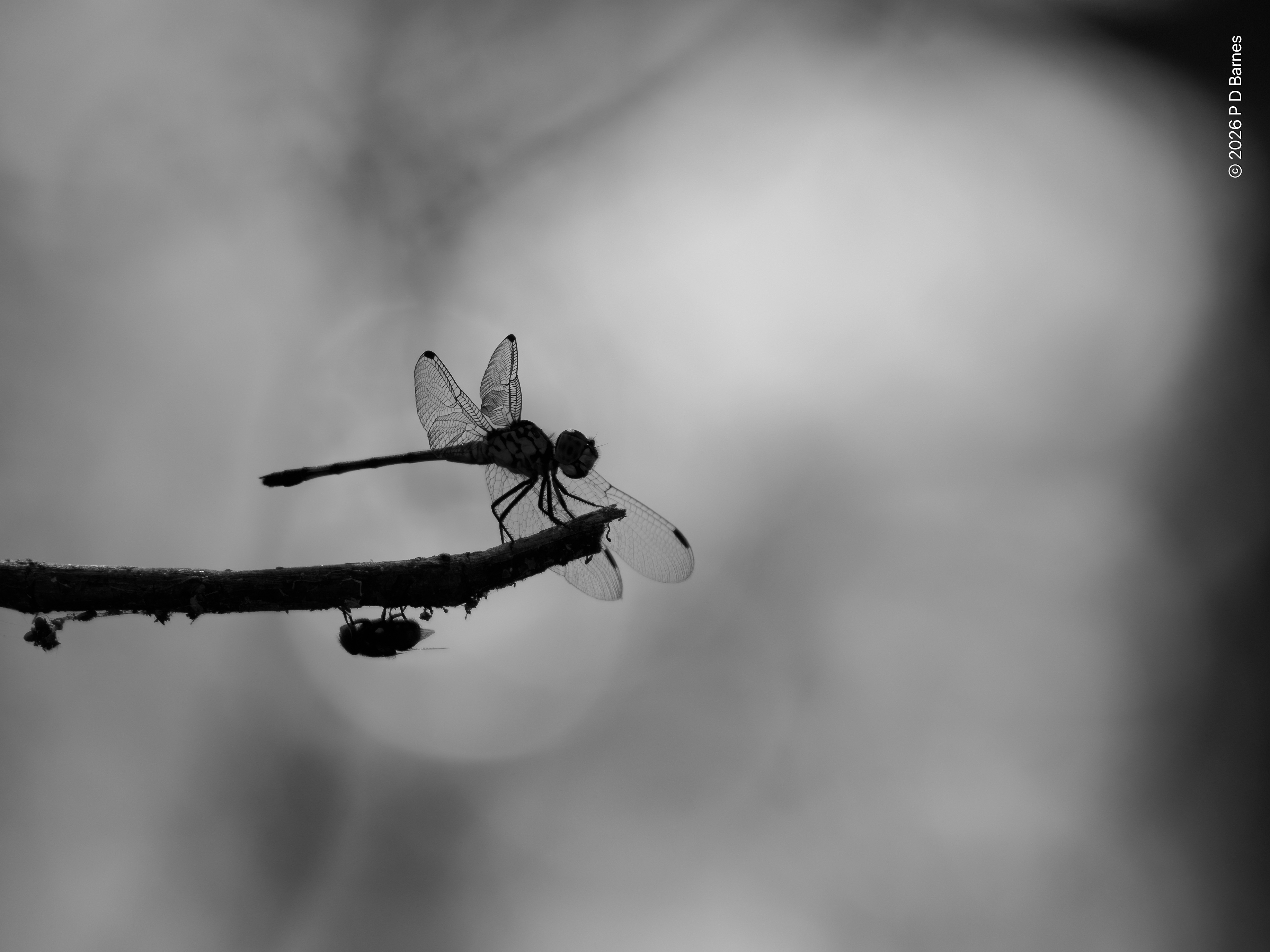 Two flying insects perched on the same twig, a dragonfly above on the tip, a blowfly below, underneath, further back. Both are seen in silhouette against a diffuse light background (Fogg Dam undergrowth).