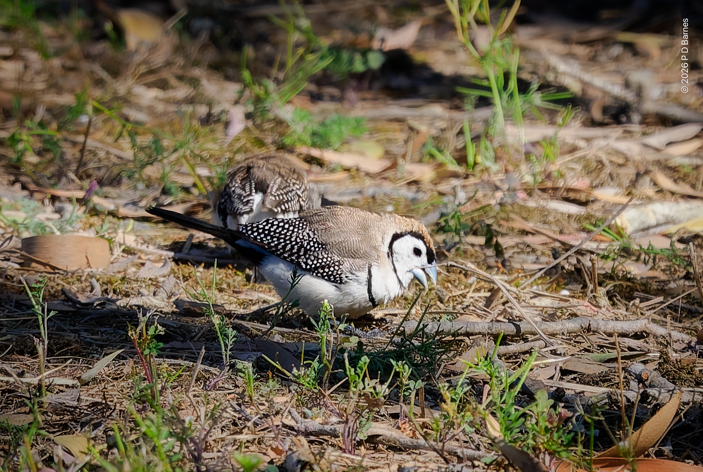 Double-barred finch foraging for seeds on the ground, Sandy Camp