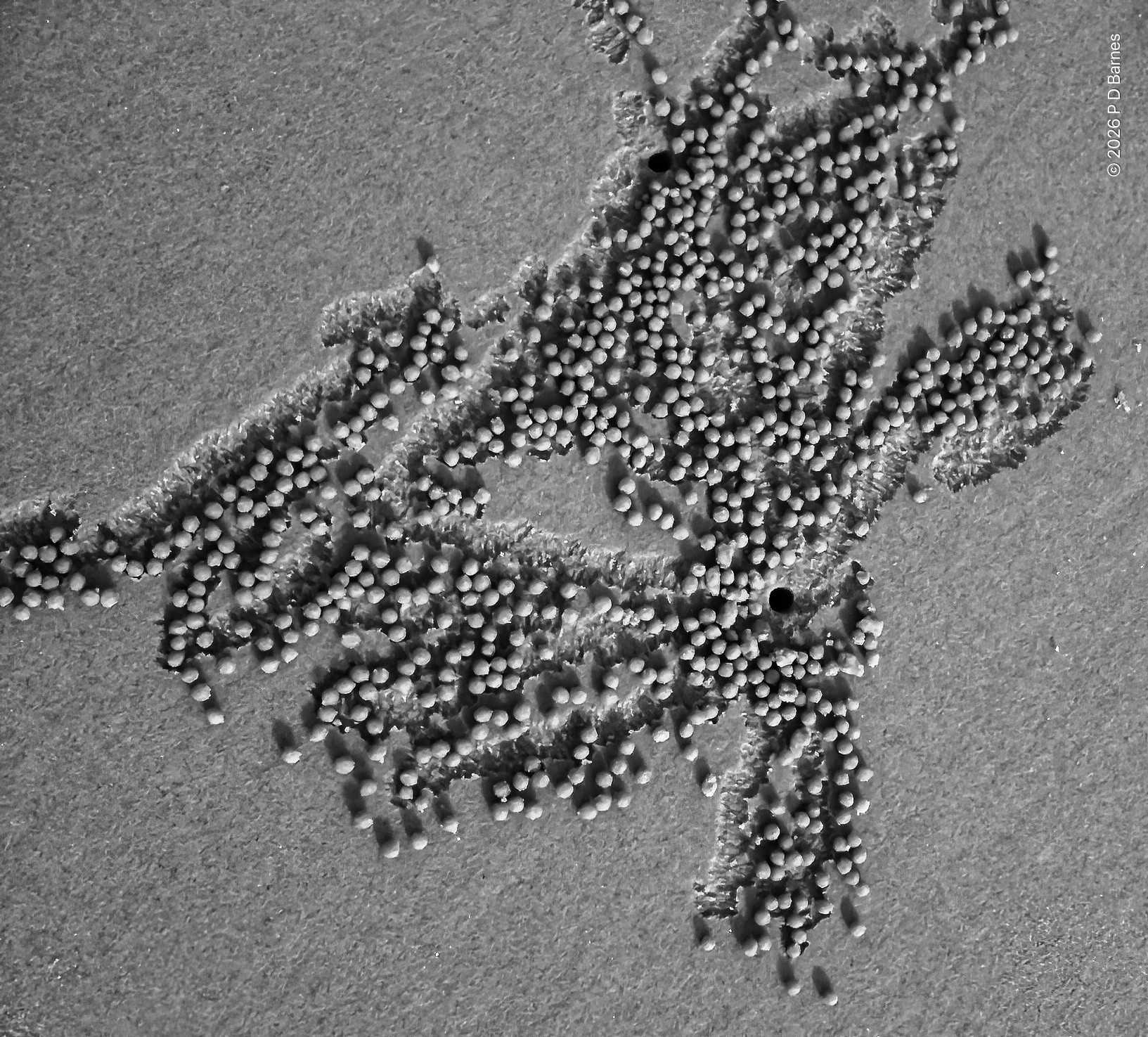 The semi-random pattern of tiny sand-balls left by feeding crabs on the beach shoreline