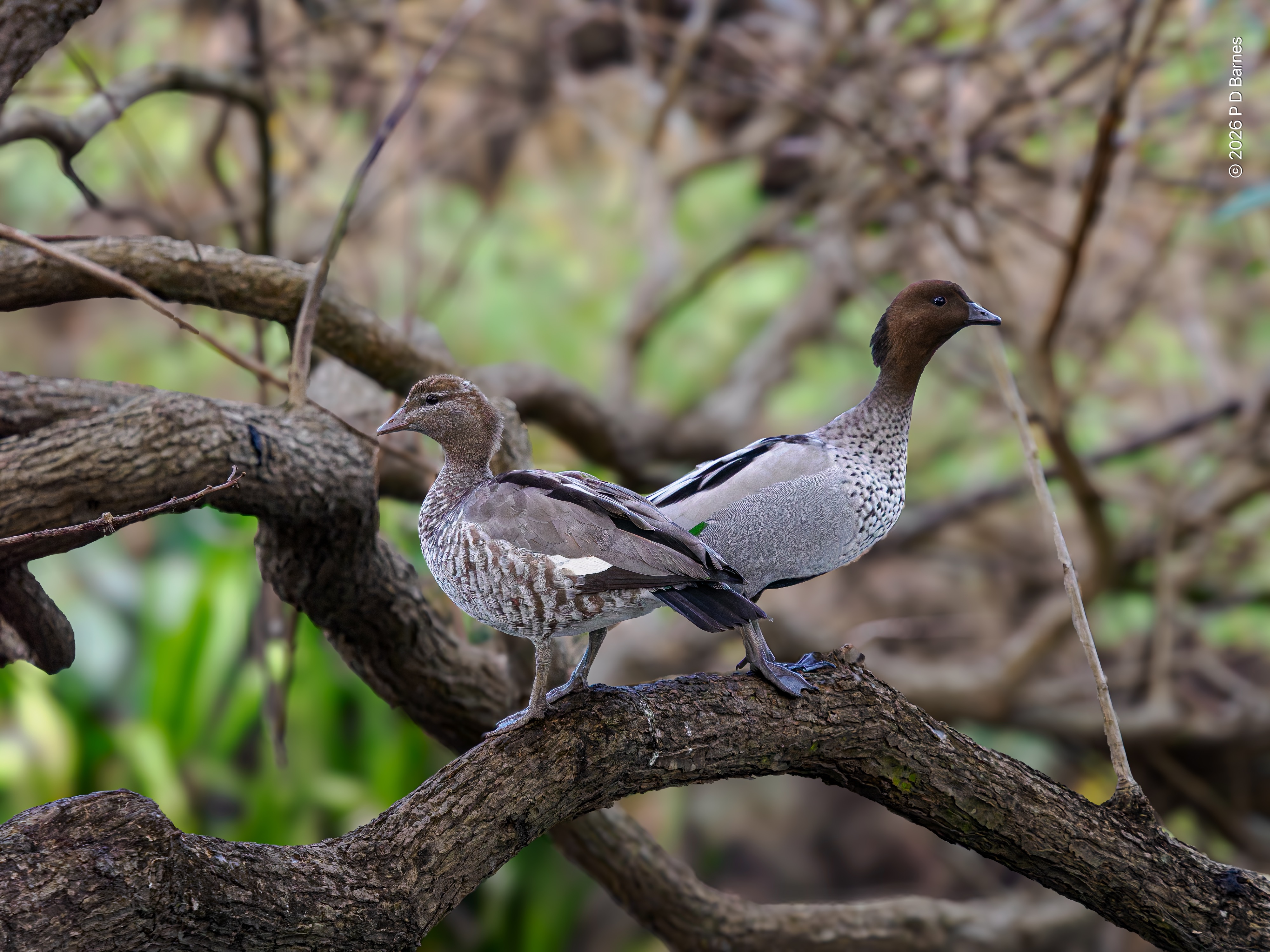 A pair of Australian wood ducks perched on a branch, facing in opposite directions for safety