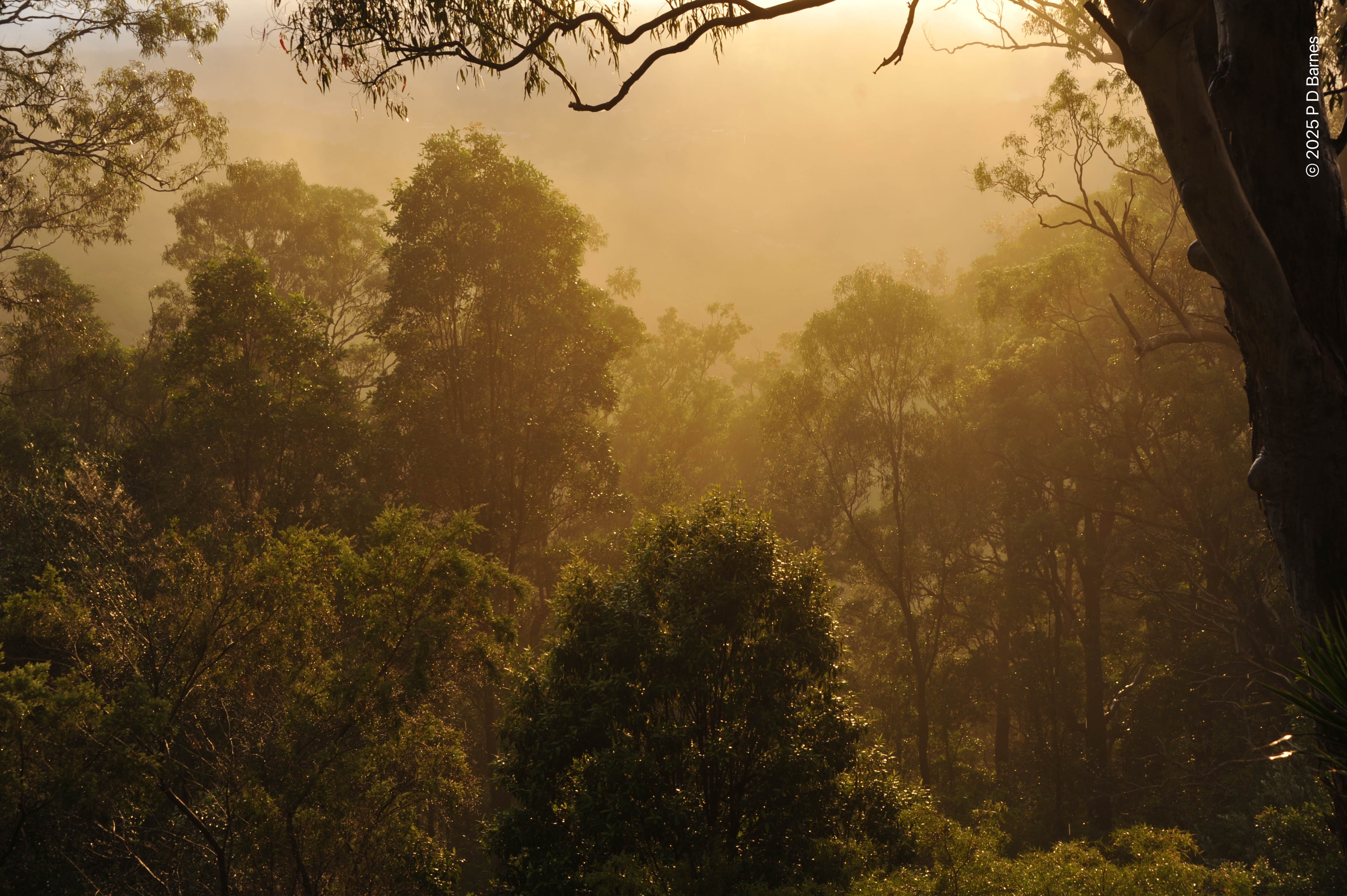 The golden light from the just-risen sun "pours down like honey" on the native bush on the Blackall escarpment, backlighting trees and shrubs in a golden glow.