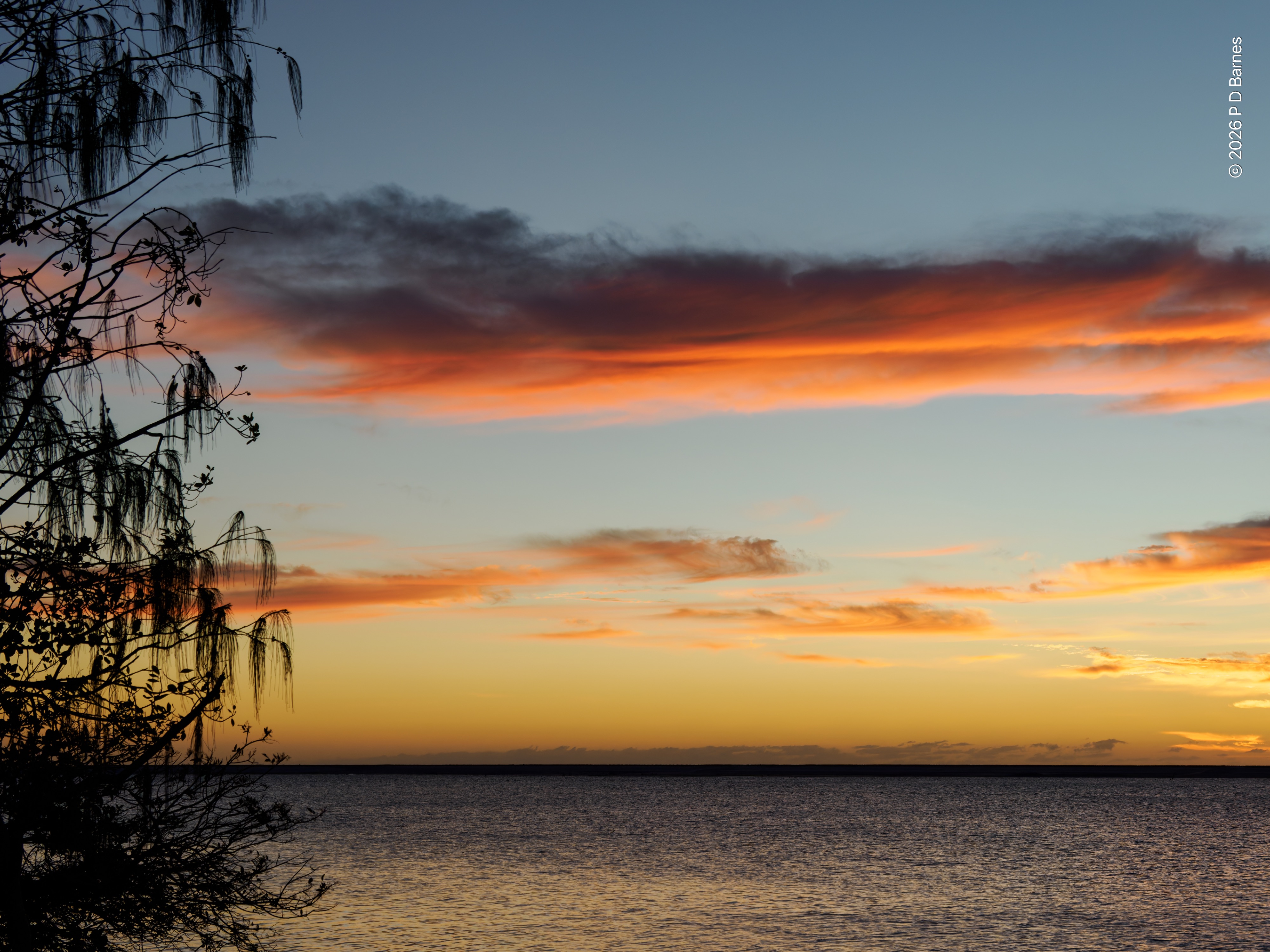 A pre-dawn sky over water near the mouth of a creek. Scattered, elongated clouds are lit partially pink as the sky graduates from dull yellow near the horizon to blue overhead. The thin silhouette of the narrowing opposite bank can be seen on the horizon, and the picture is framed at the left by a nearby she-oak.