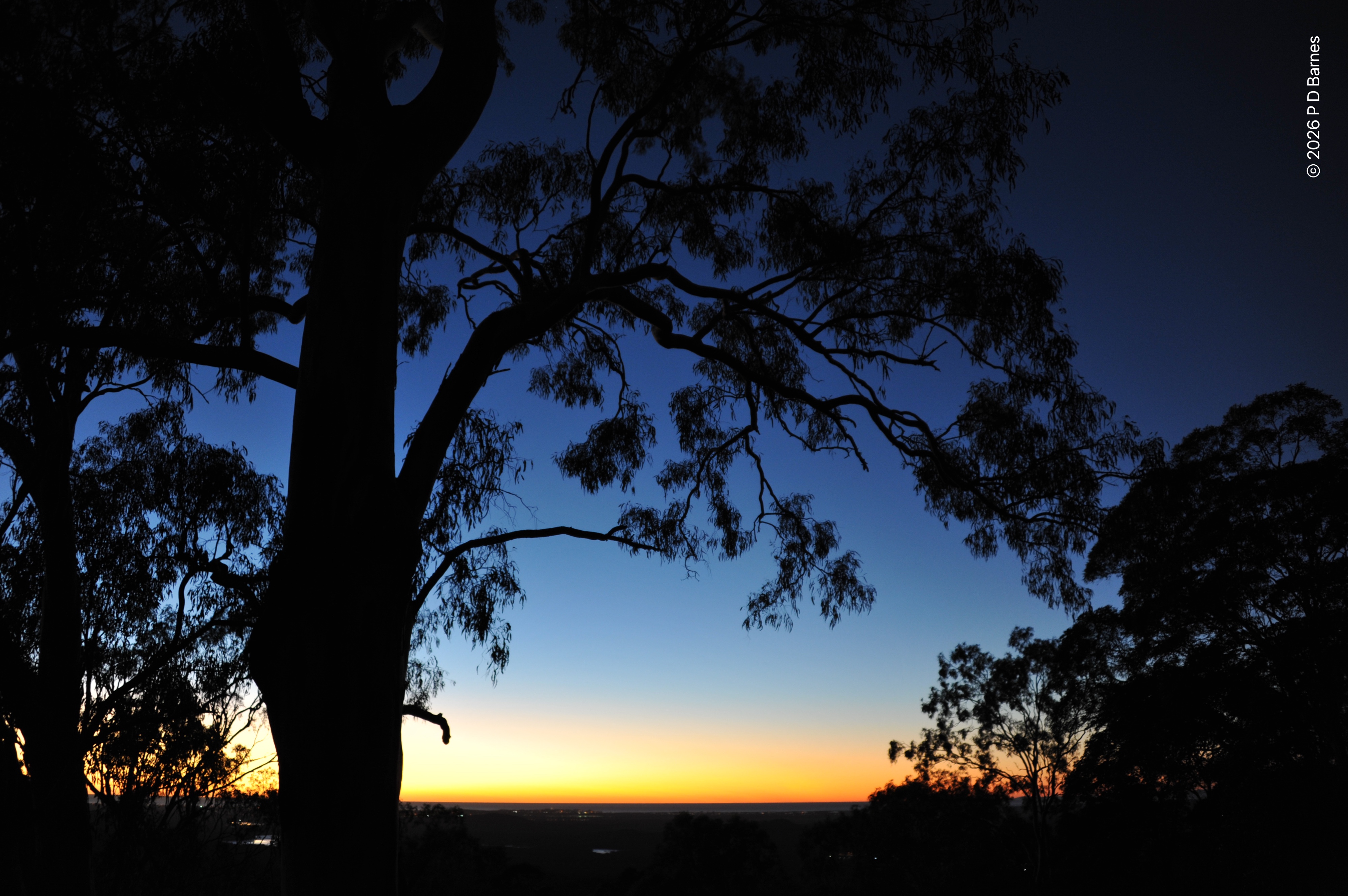 Tree silhouettes at the beginning of dawn. Gold and yellow limn the distant ocean horizon, otherwise the sky is clear, and blue, and bluer. The land is a dark strip at the bottom of the image, which is dominated by part of a very large eucalypt in silhouette.