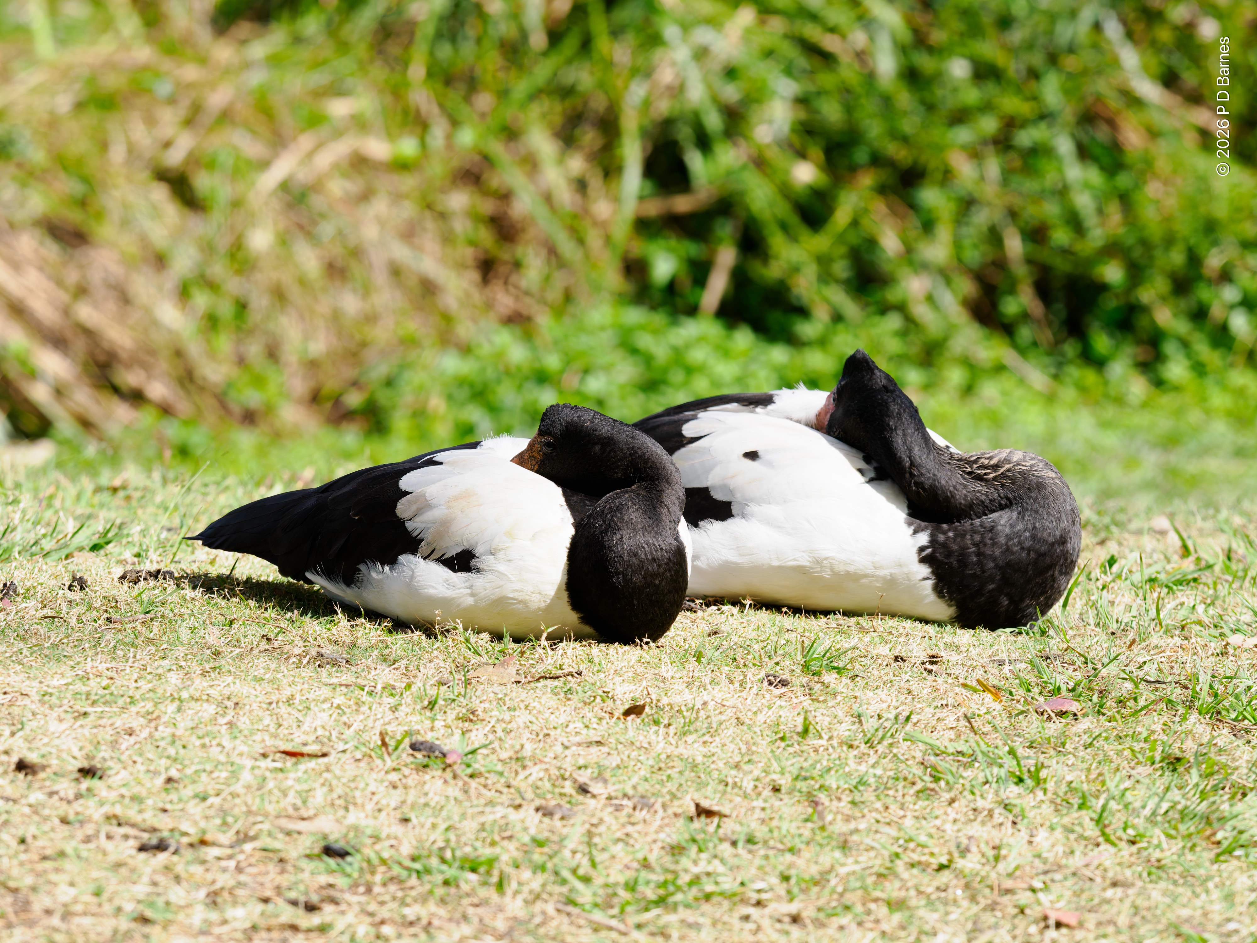 Two magpie geese couched on grassland, sleeping, heads tucked back on their backs