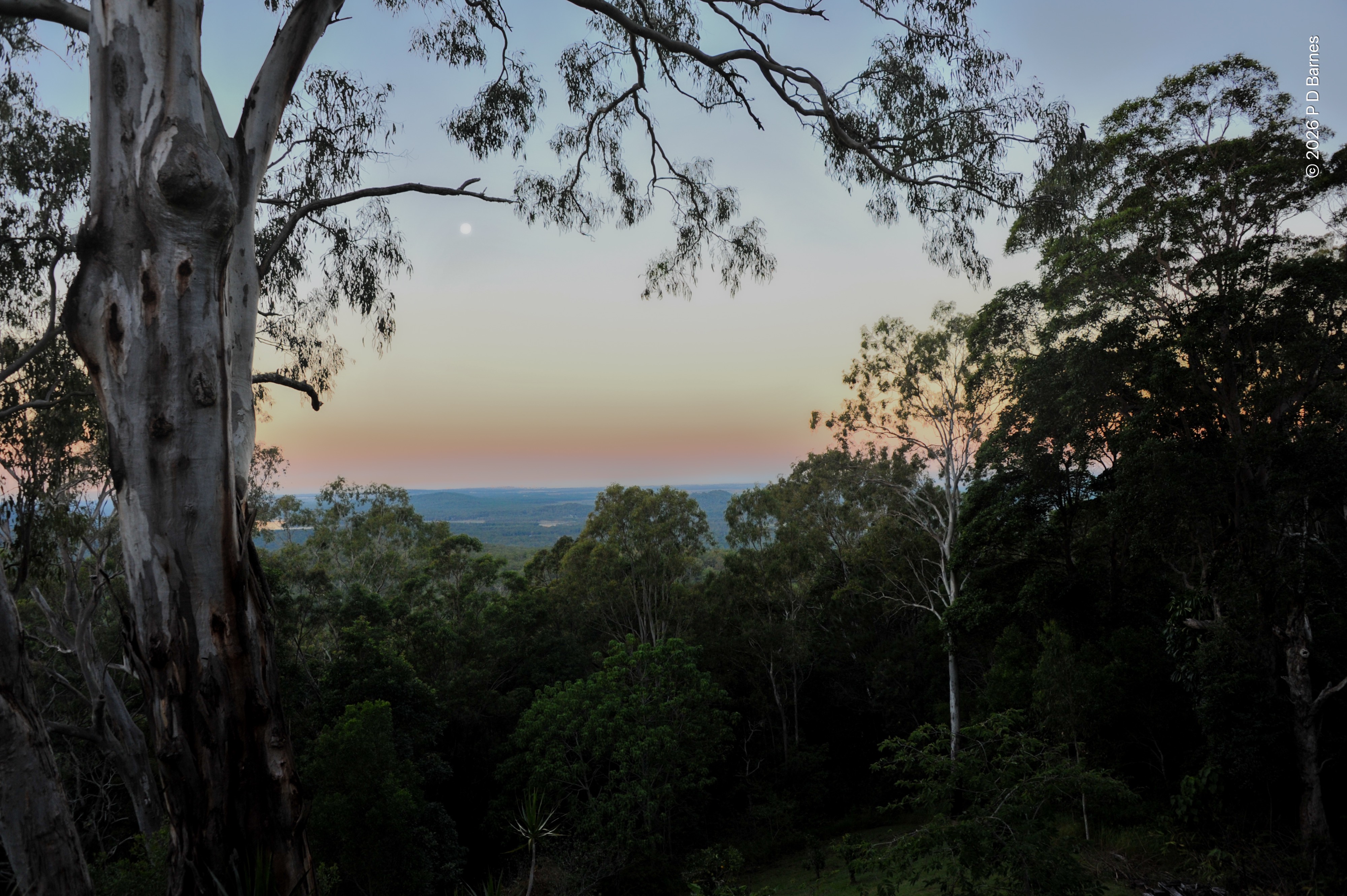 Sunset over trees, Venus' belt rising to the full moon floating over the distant sea and horizon.