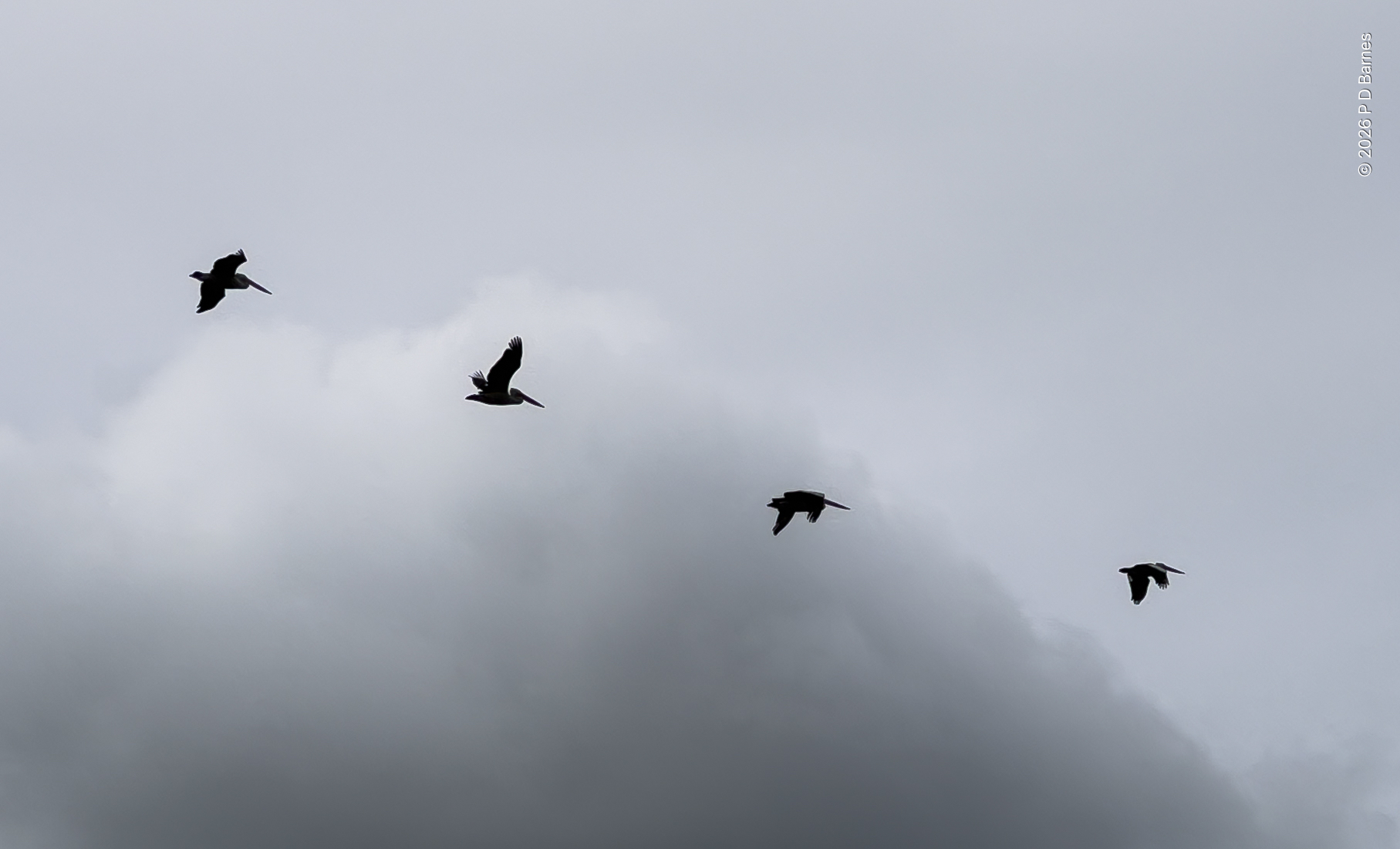 Four pelicans in silhouette flying left to right in front of low cloud