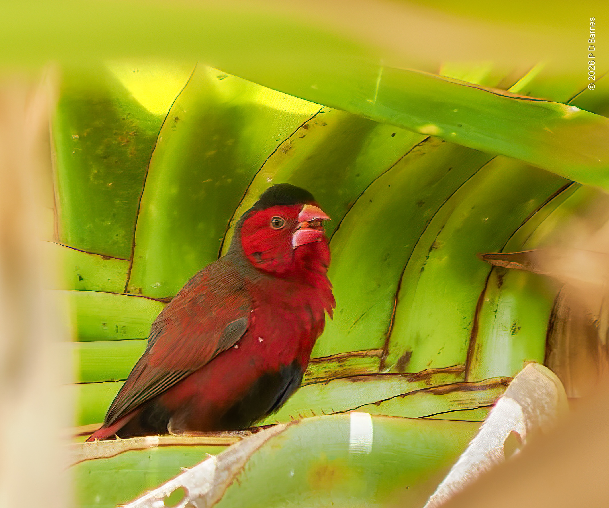 A crimson finch in profile, beak open calling, deep inside a pandanus tree.
