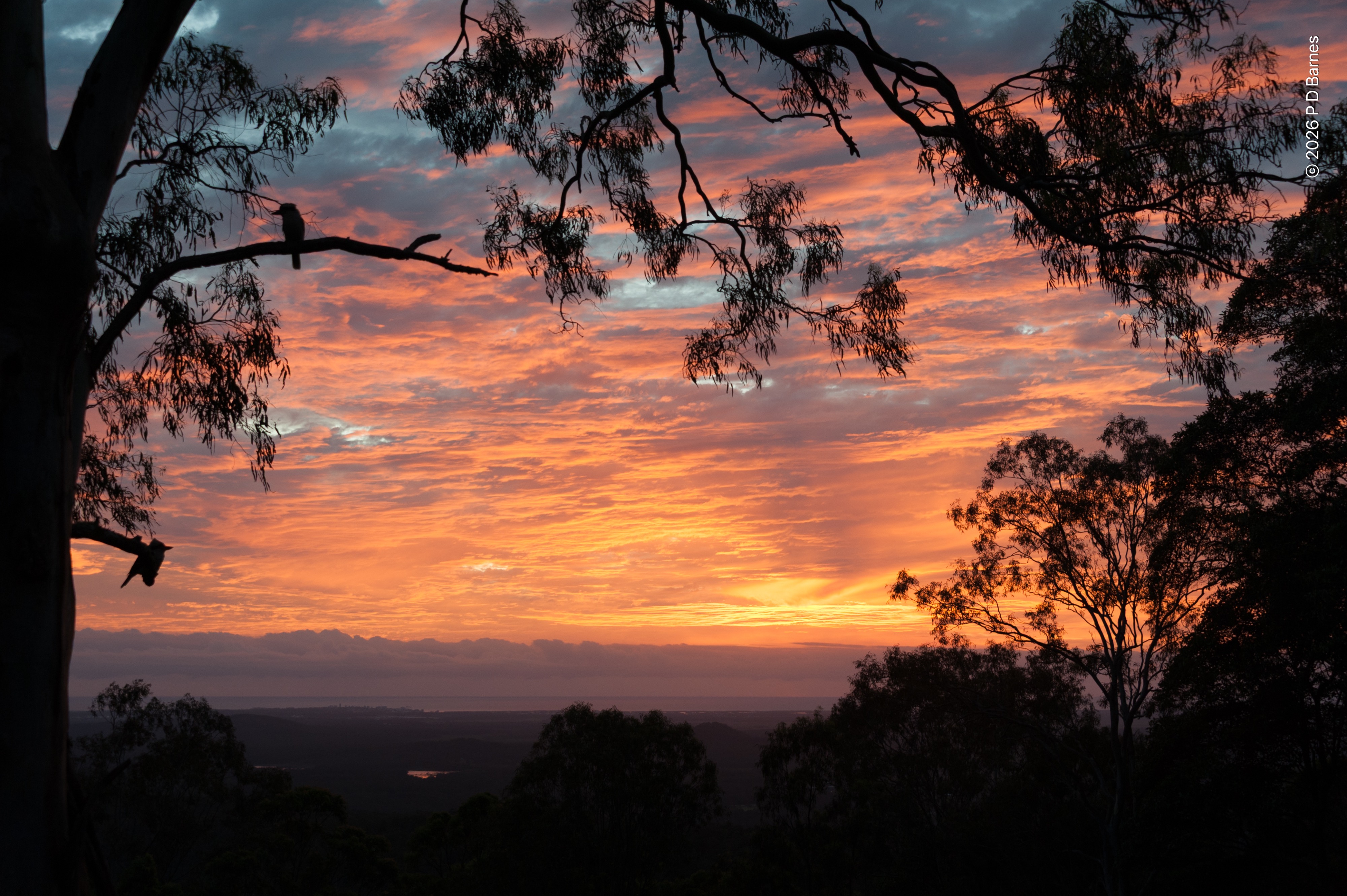 A sky ablaze with pink and apricot as an almost completely cloud-blanketed sky is lit up from the horizon by the newly-risen sun, itself still obscured behind a low bank on the distant ocean horizon. In the foreground a large gum tree frames the picture, with two kookaburras perched in silhouette against the dawn.