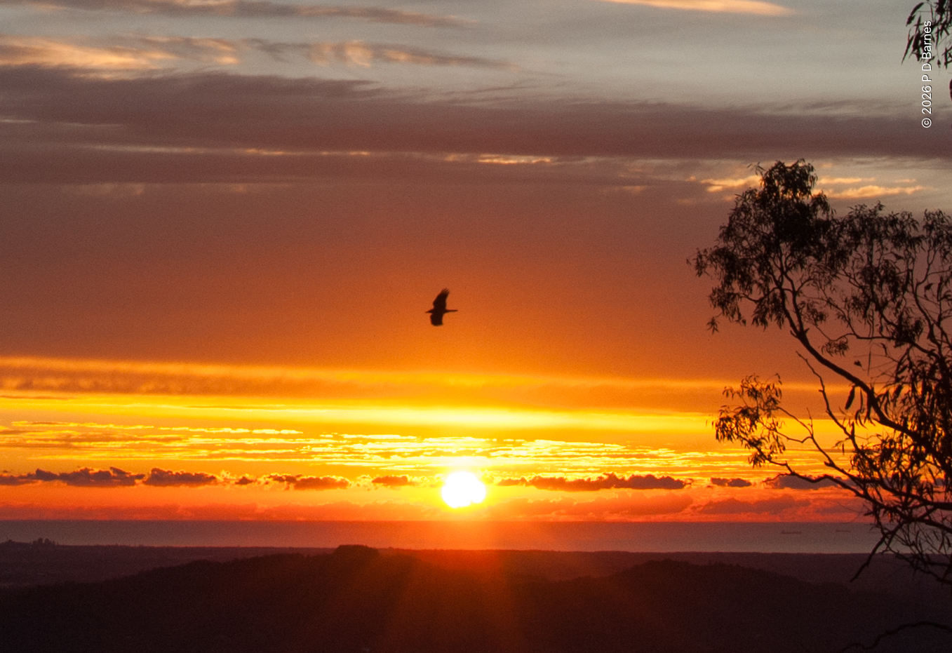 Torresian crow at dawn over the Sunshine Coast plains